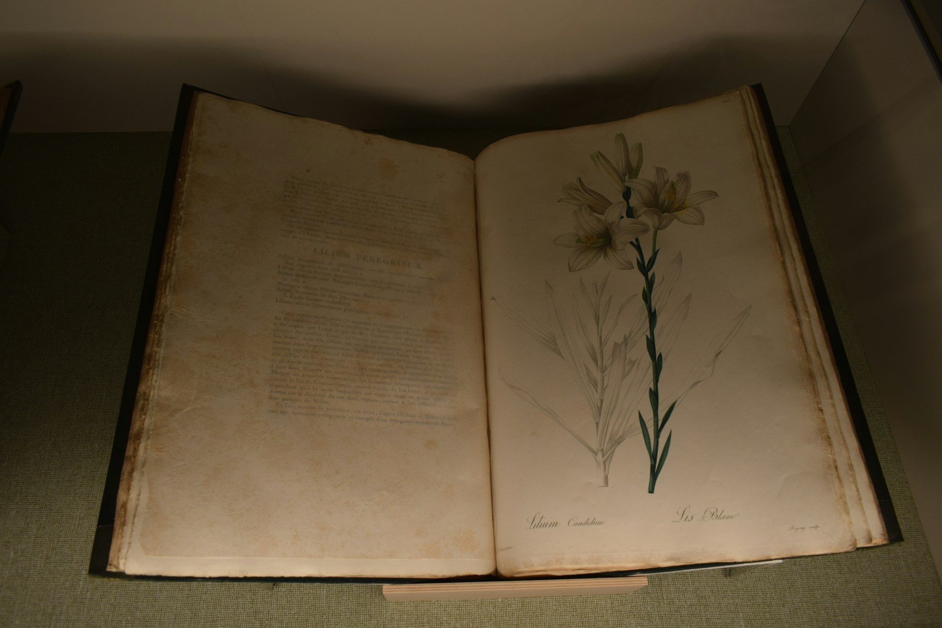 An open antique book with a botanical illustration.