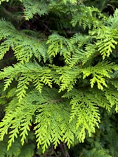 Close-up of bright green cedar tree branches