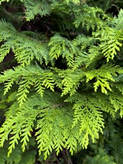 Close-up of bright green cedar tree branches