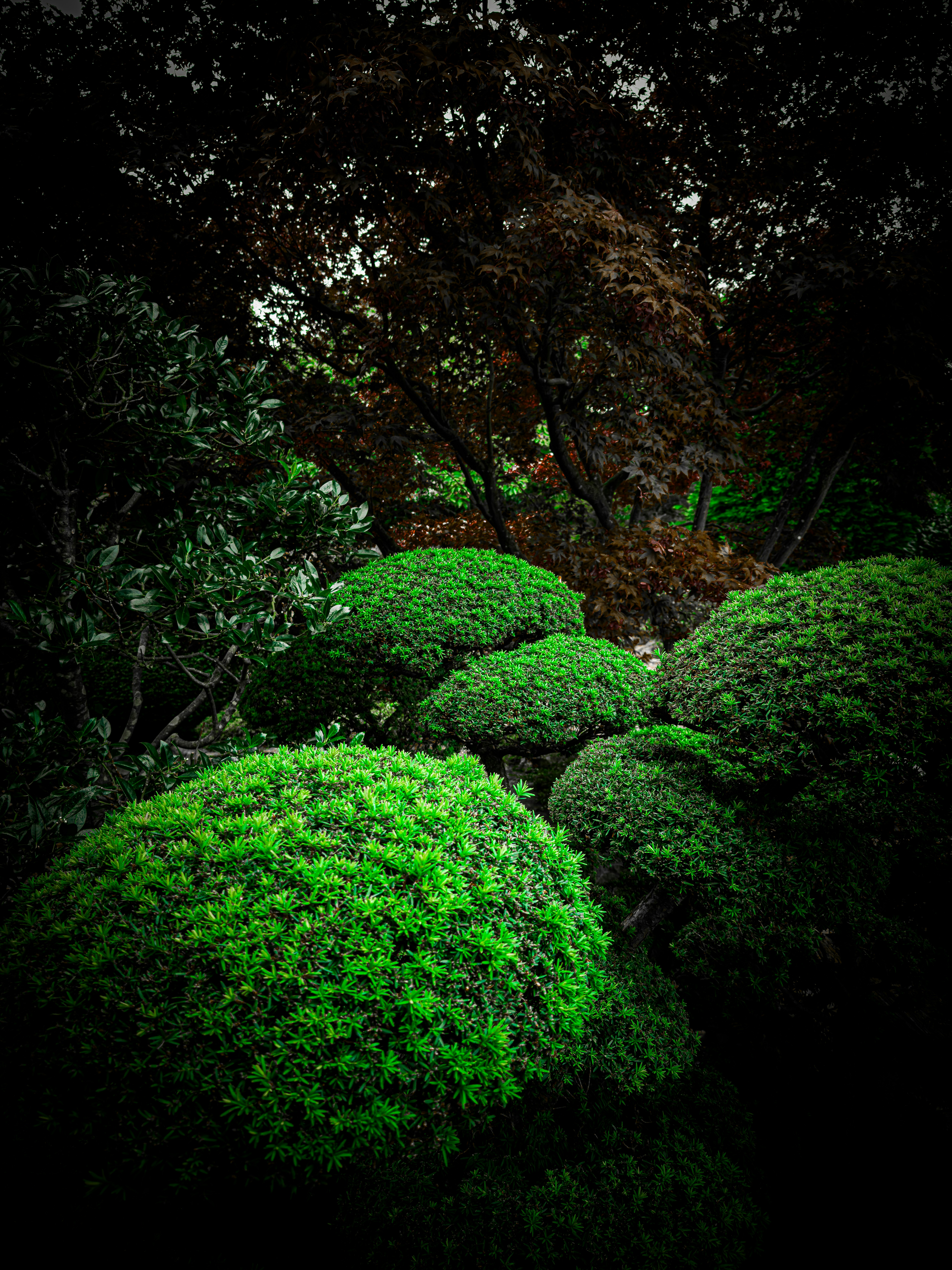 Trimmed green bushes in a dark forest setting.