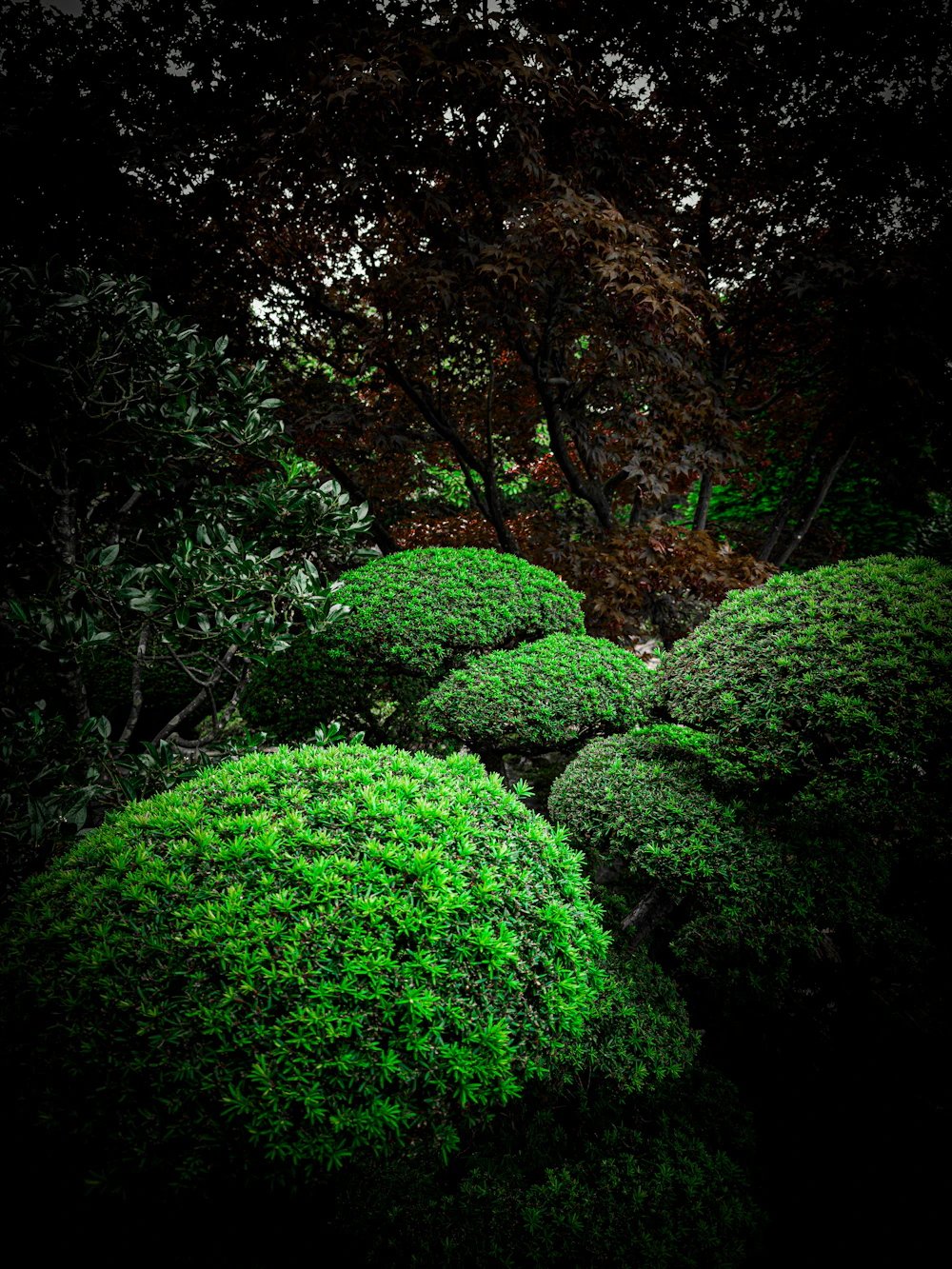 Trimmed green bushes and shrubs in a landscaped garden