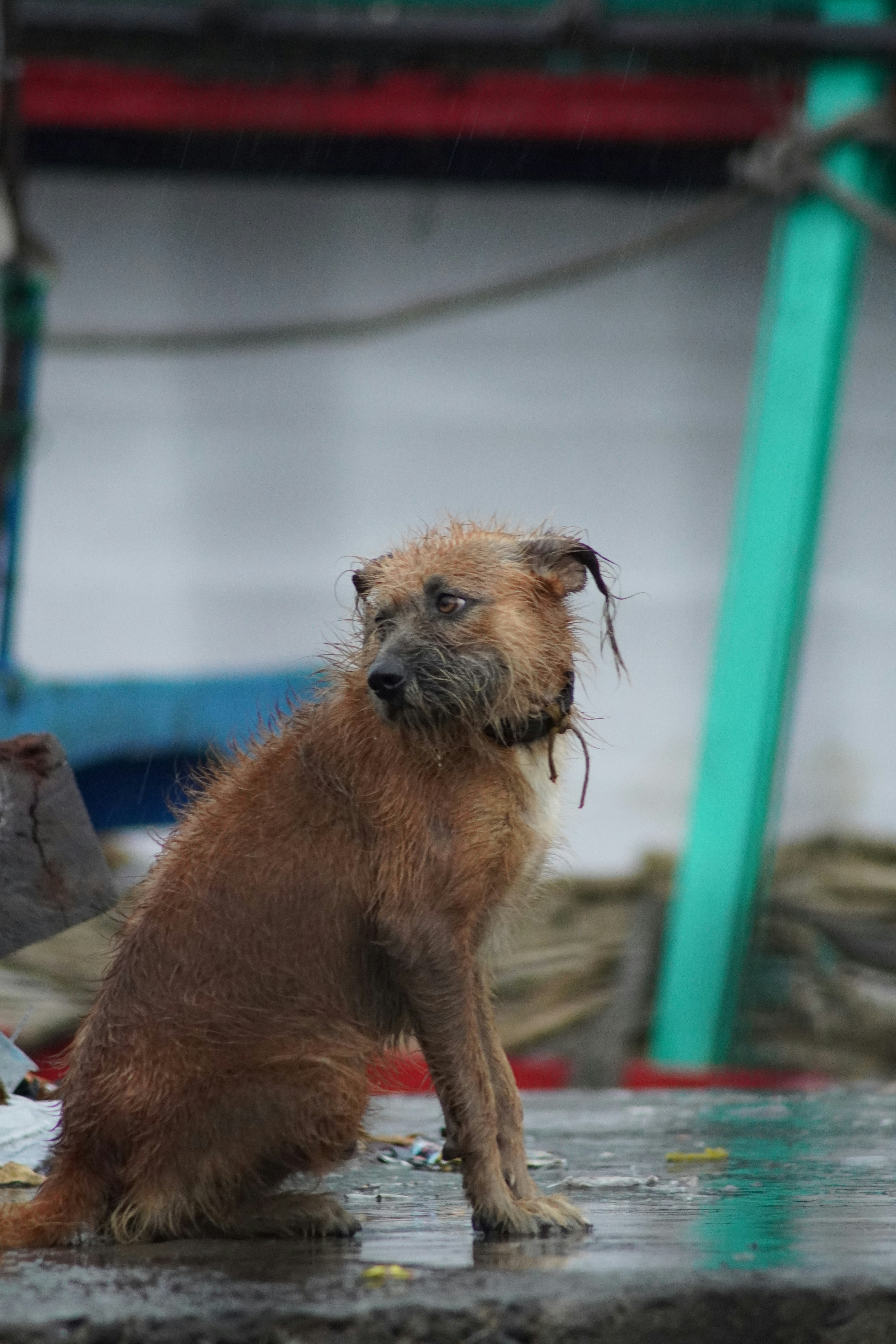 A scruffy brown dog sits on a wet surface.