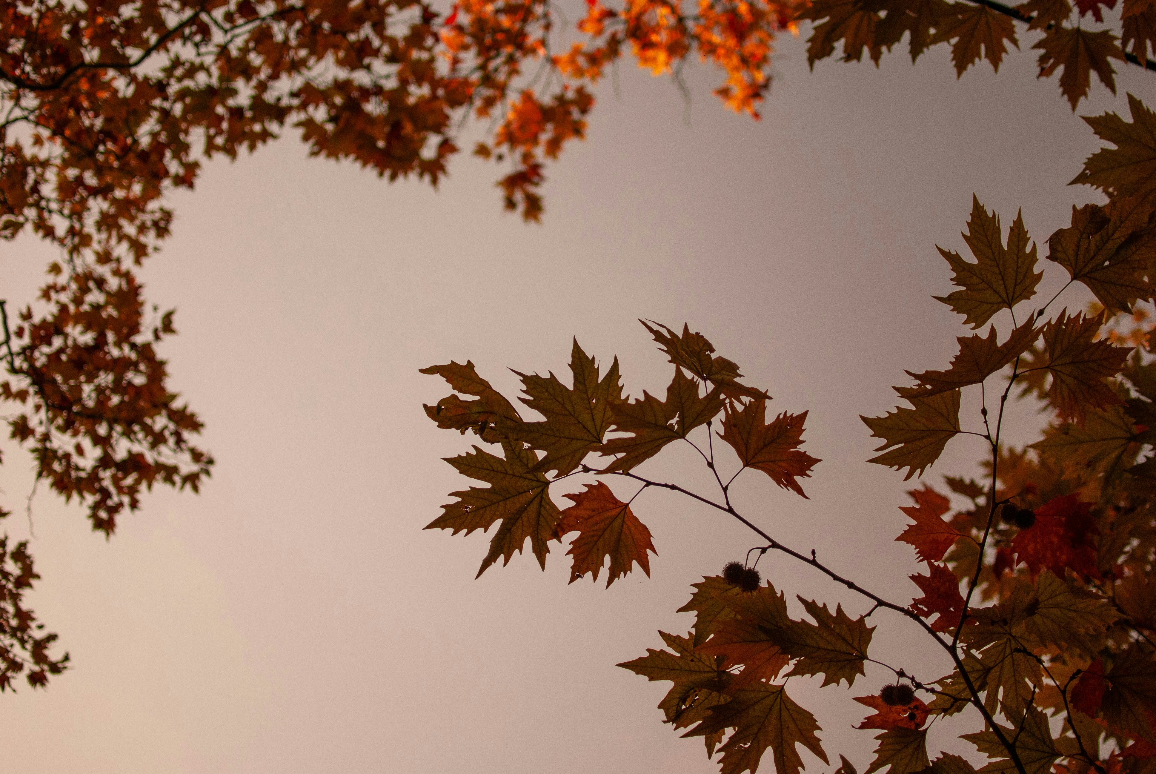 Photo by shiningfatcat