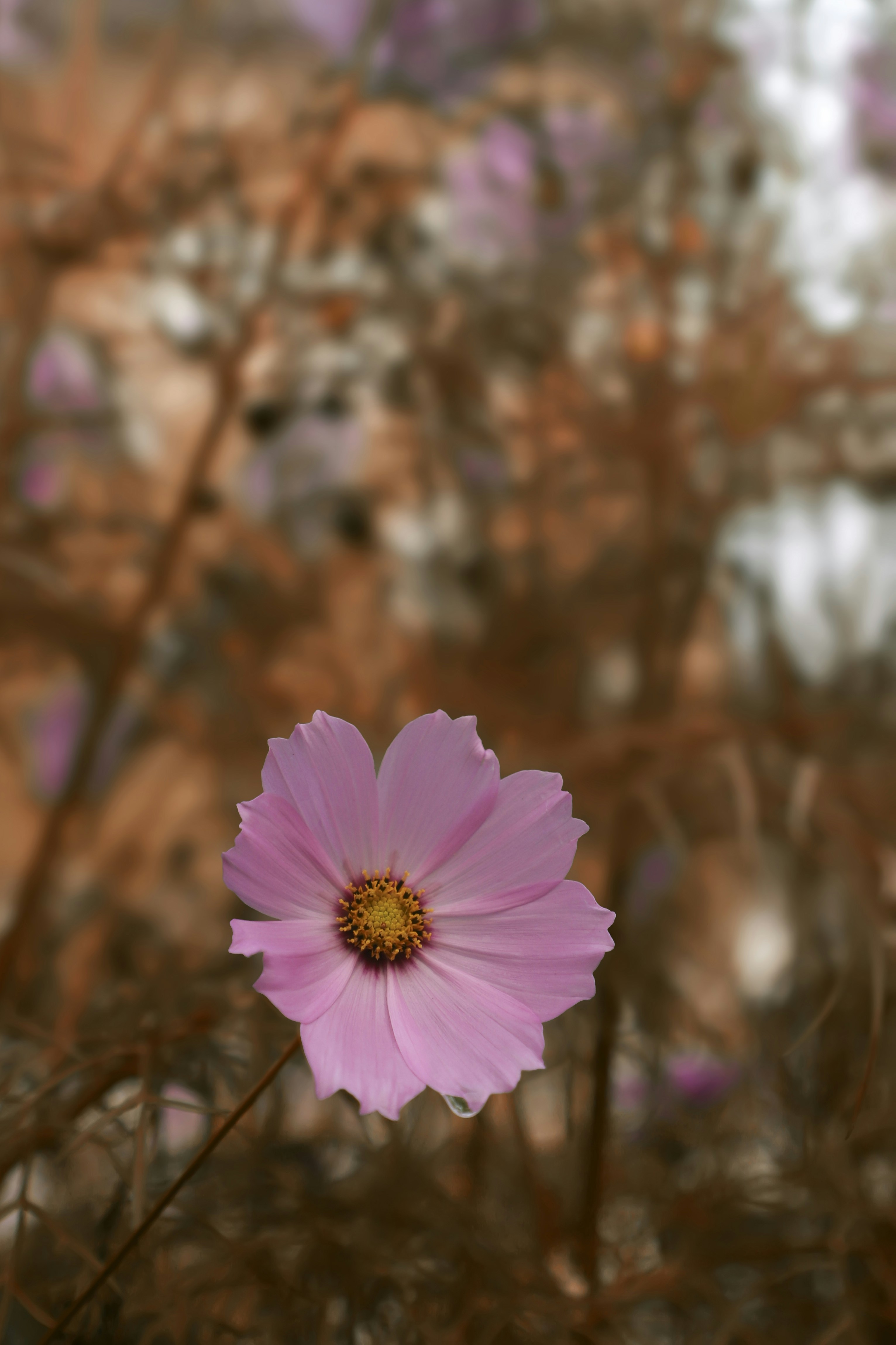 Photo by zayed_ahmed_zadu