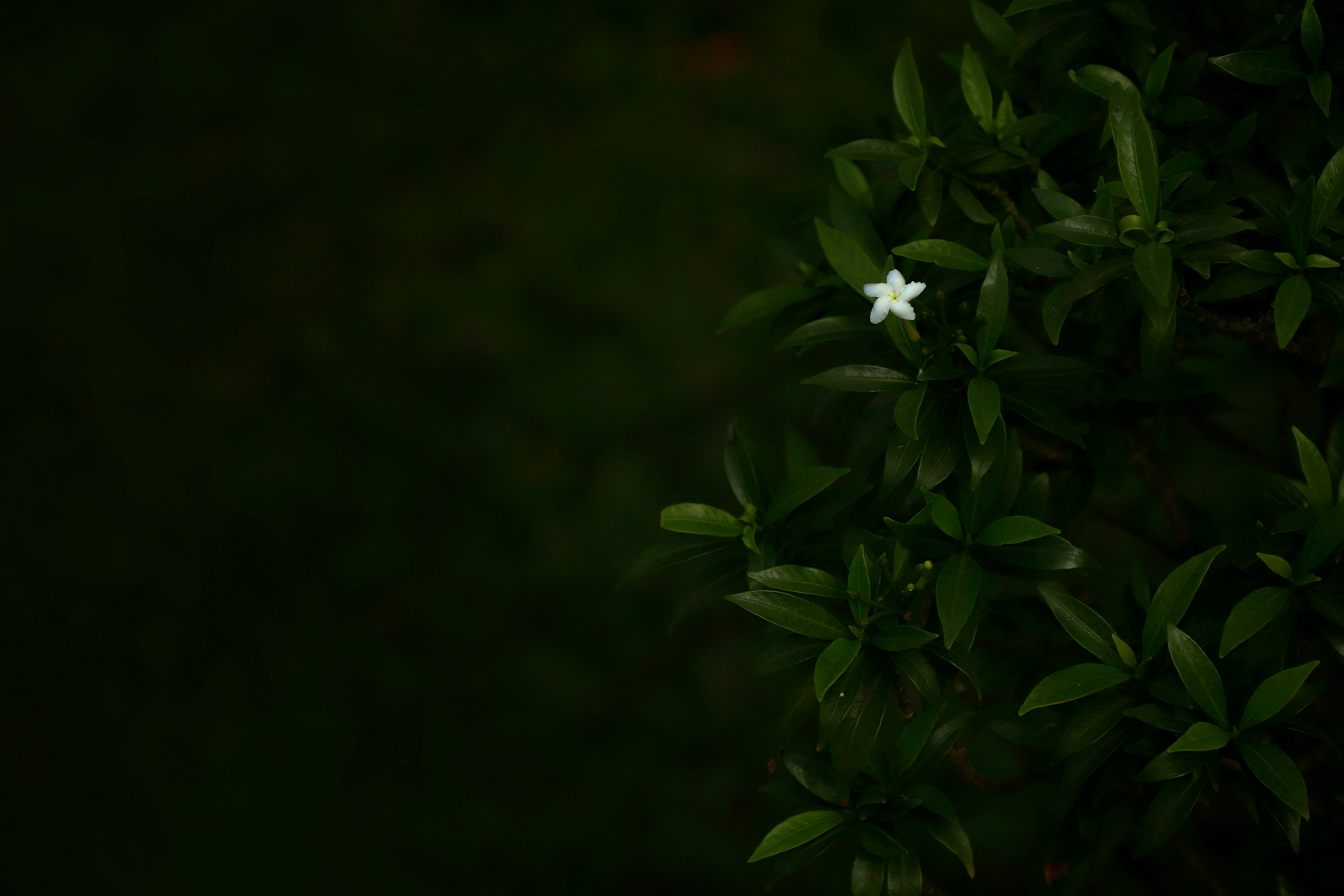 A single white flower on a dark green bush.