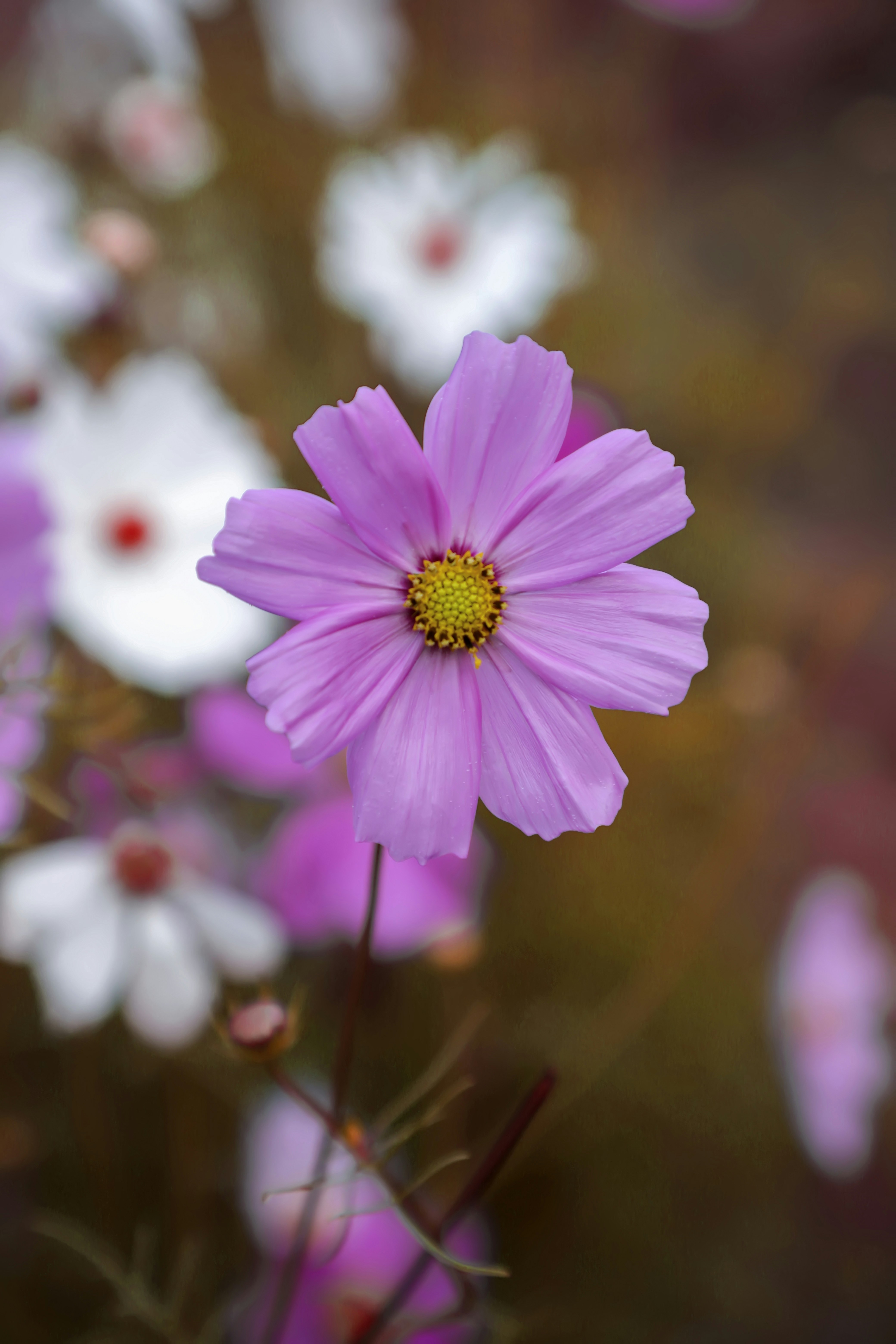 Photo by zayed_ahmed_zadu