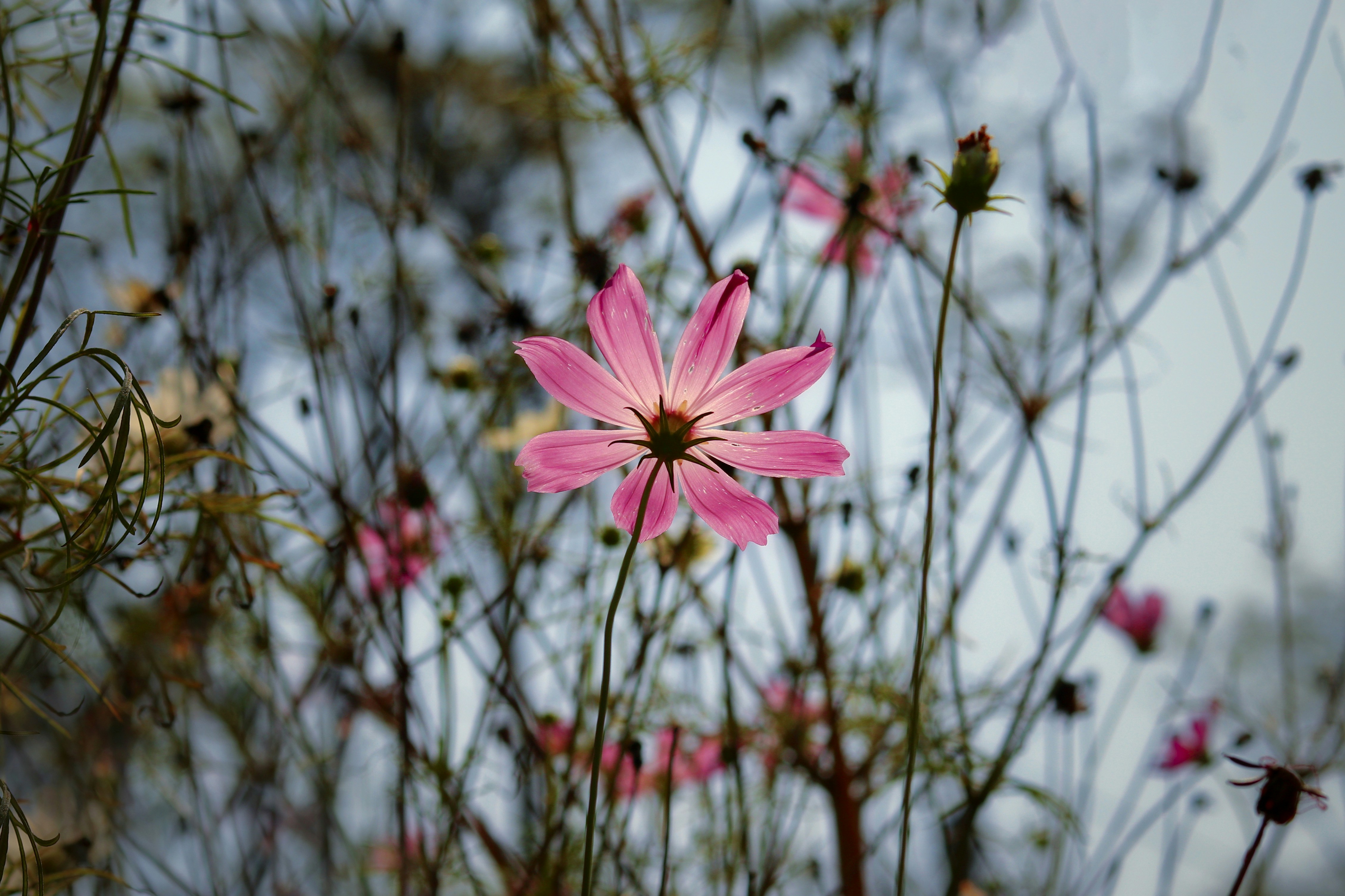 Photo by zayed_ahmed_zadu