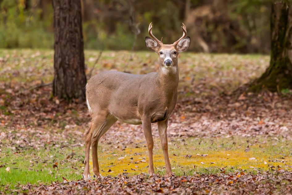 Young whitetail buck standing alert in a forest clearing — the classic first species for beginner hunters