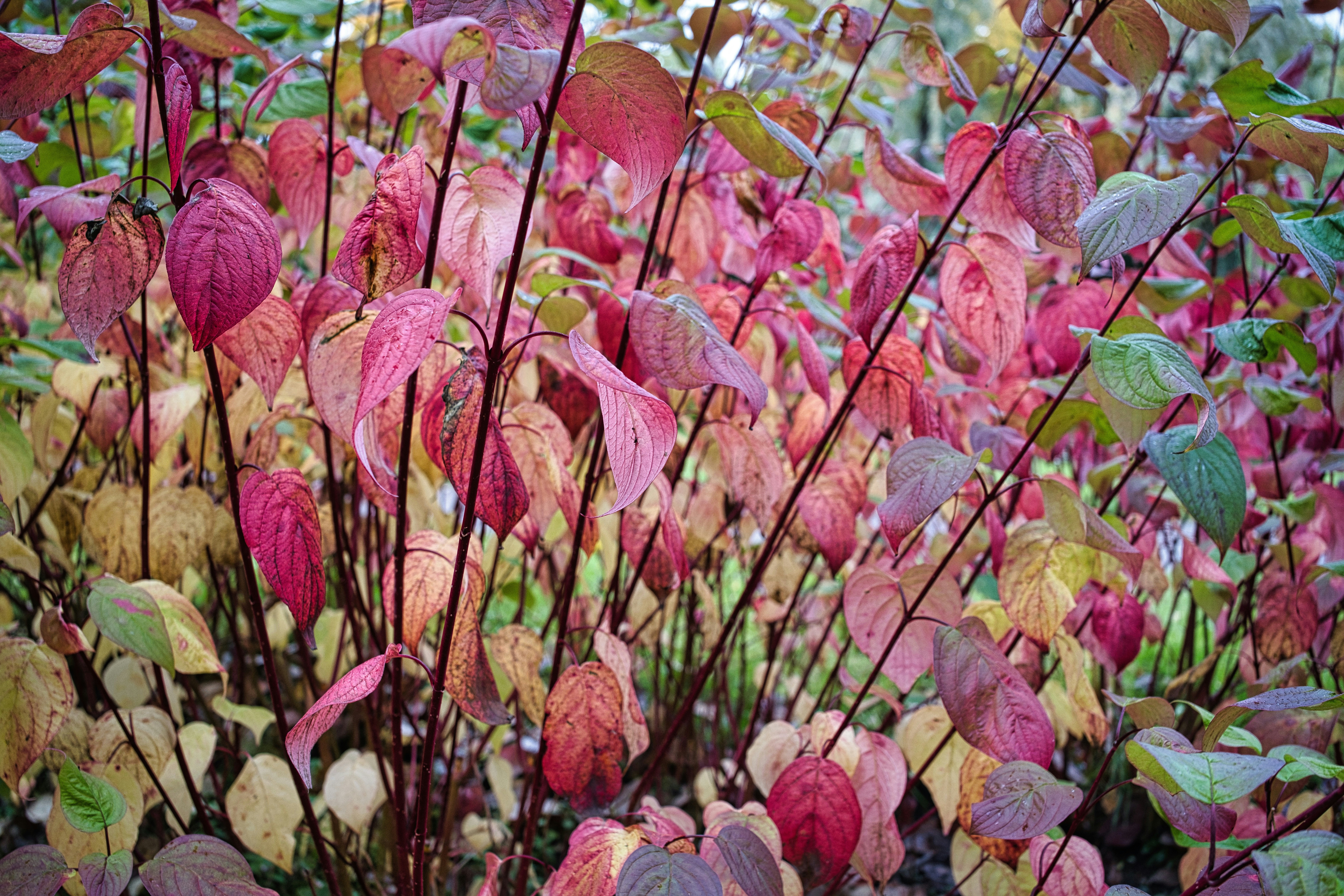 Photo by maksimshutov