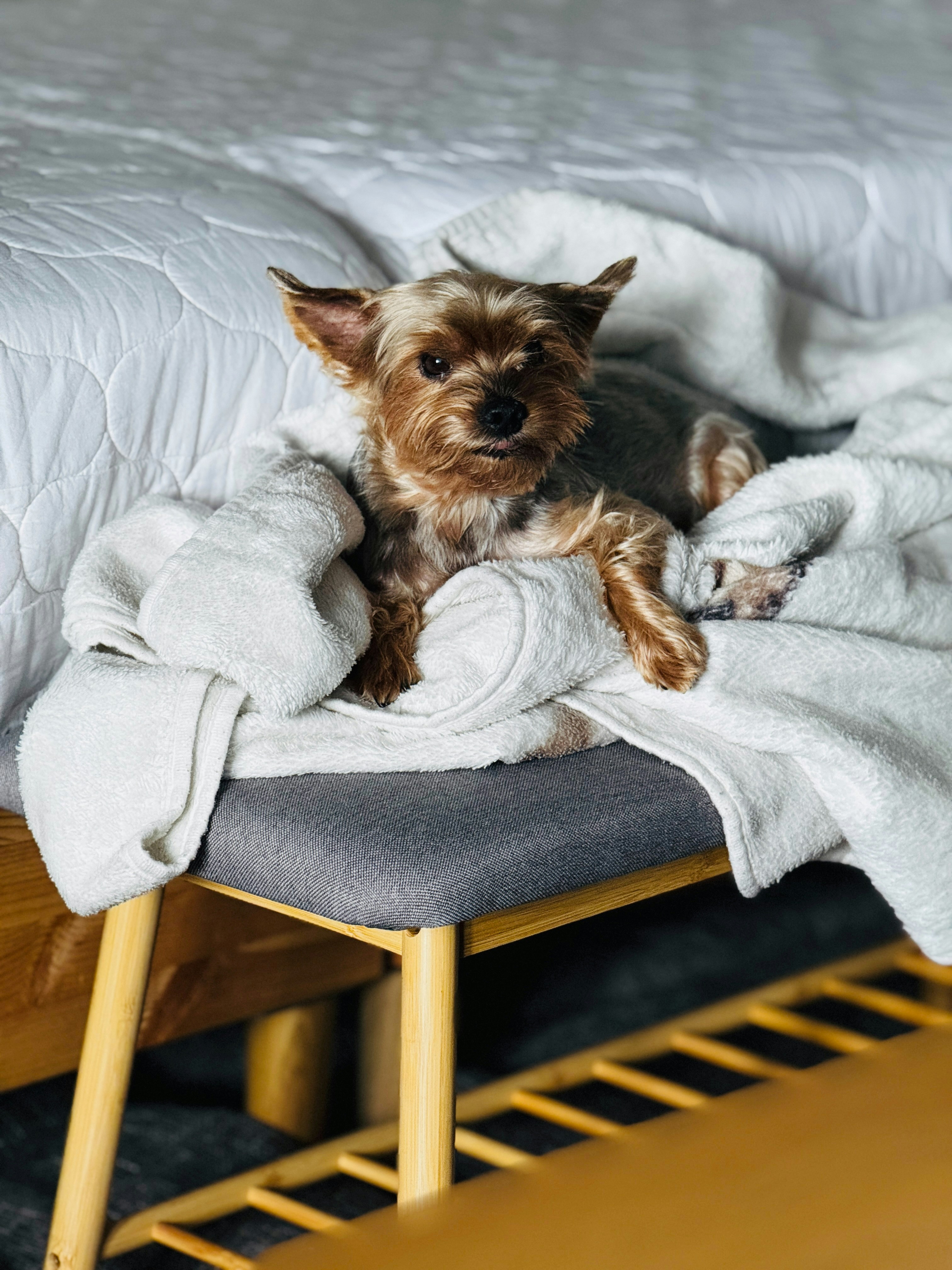 A small terrier dog resting on a blanket.
