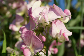 Pale pink sweet pea flowers on the vine in sunlight