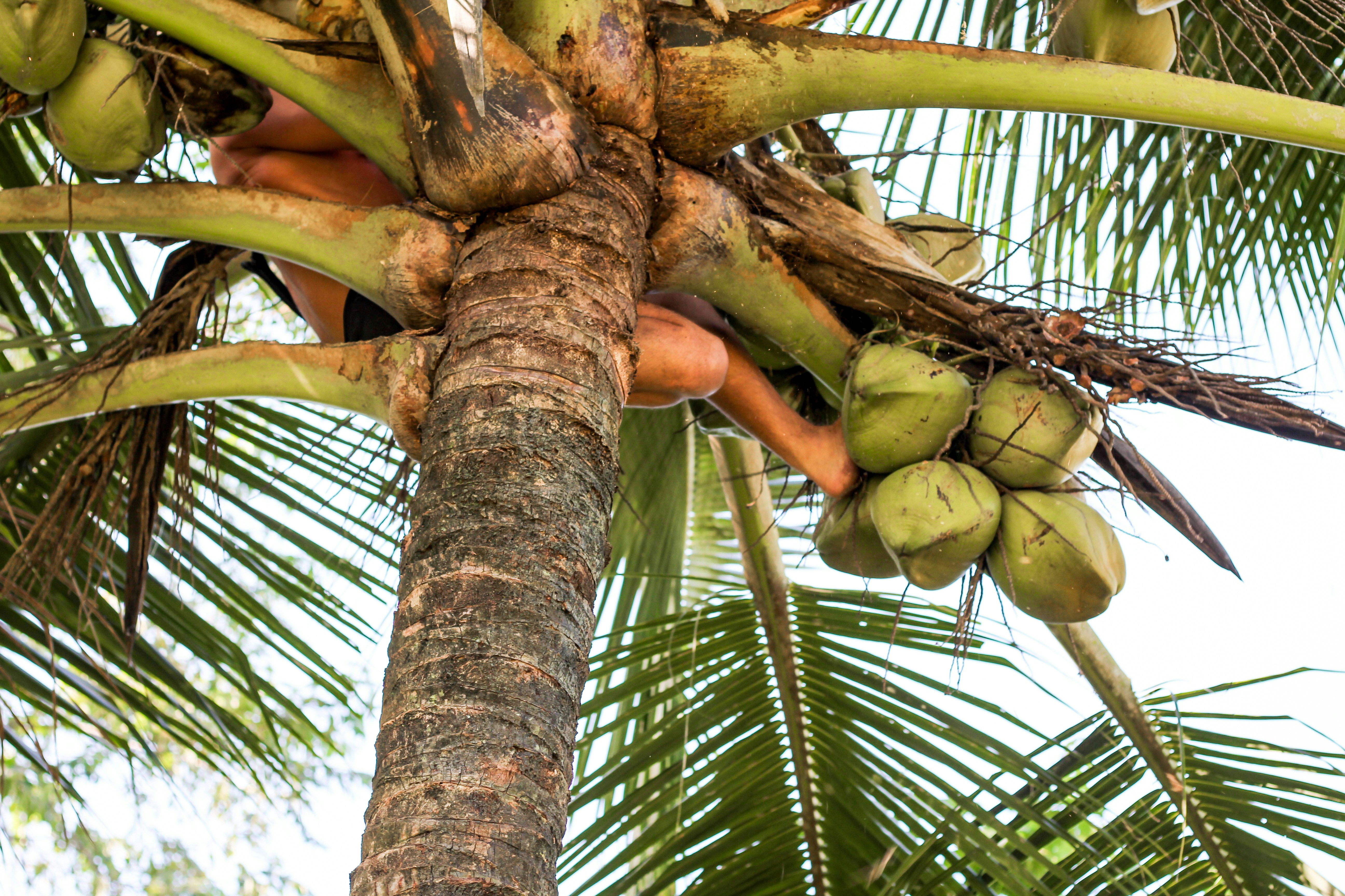 Person climbing a coconut tree with coconuts