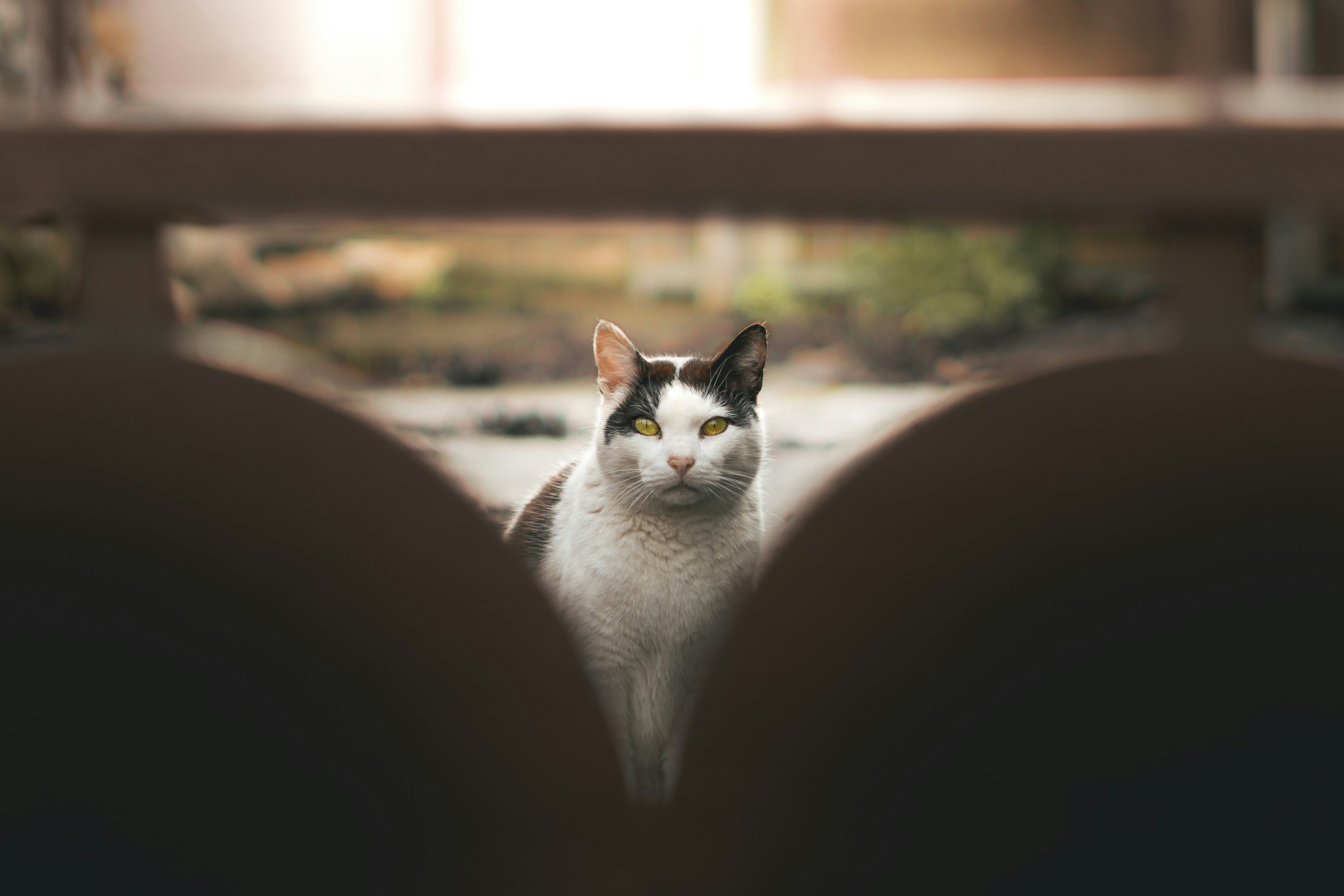 A black and white cat sits looking forward.