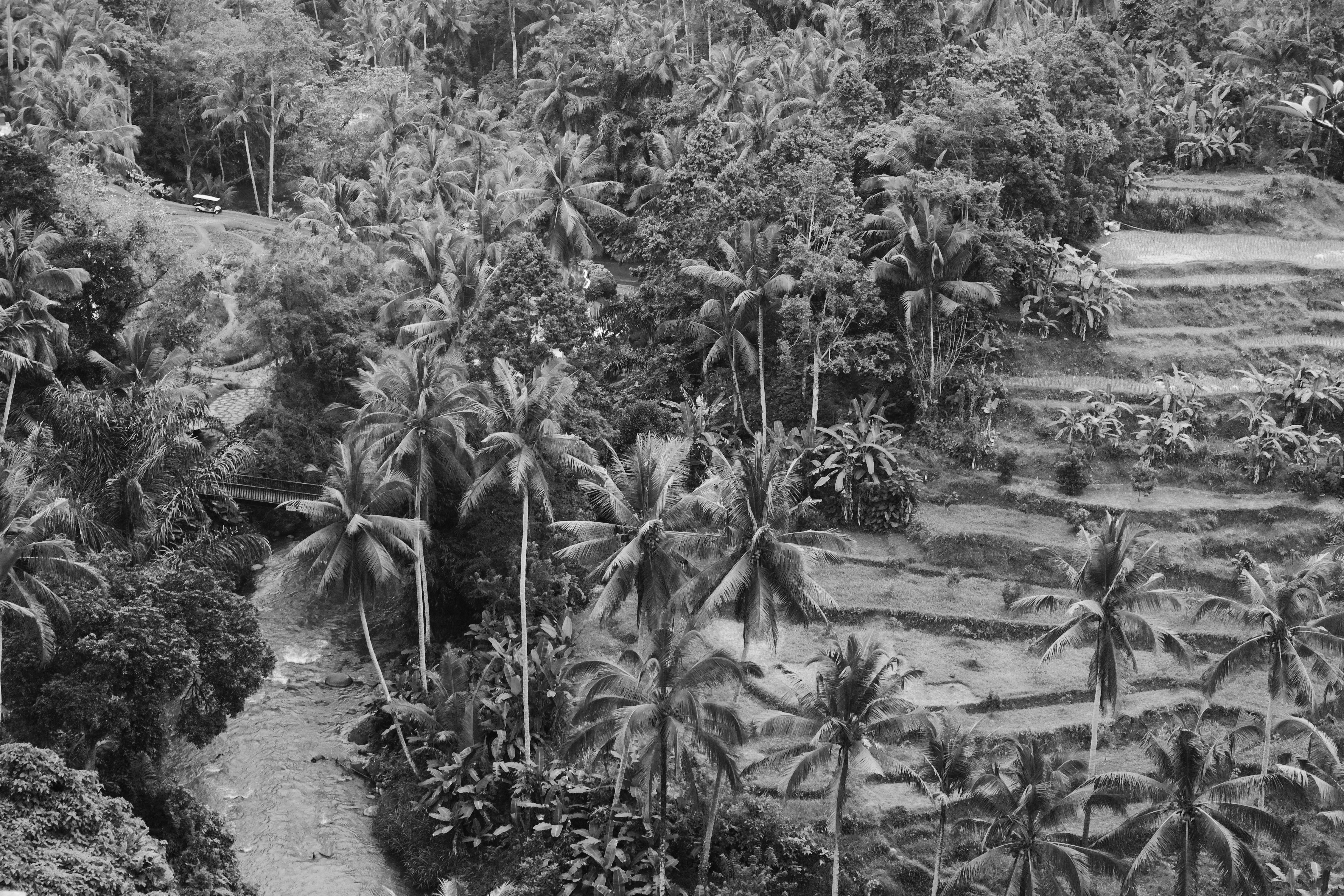 Tropical cannabis landscape