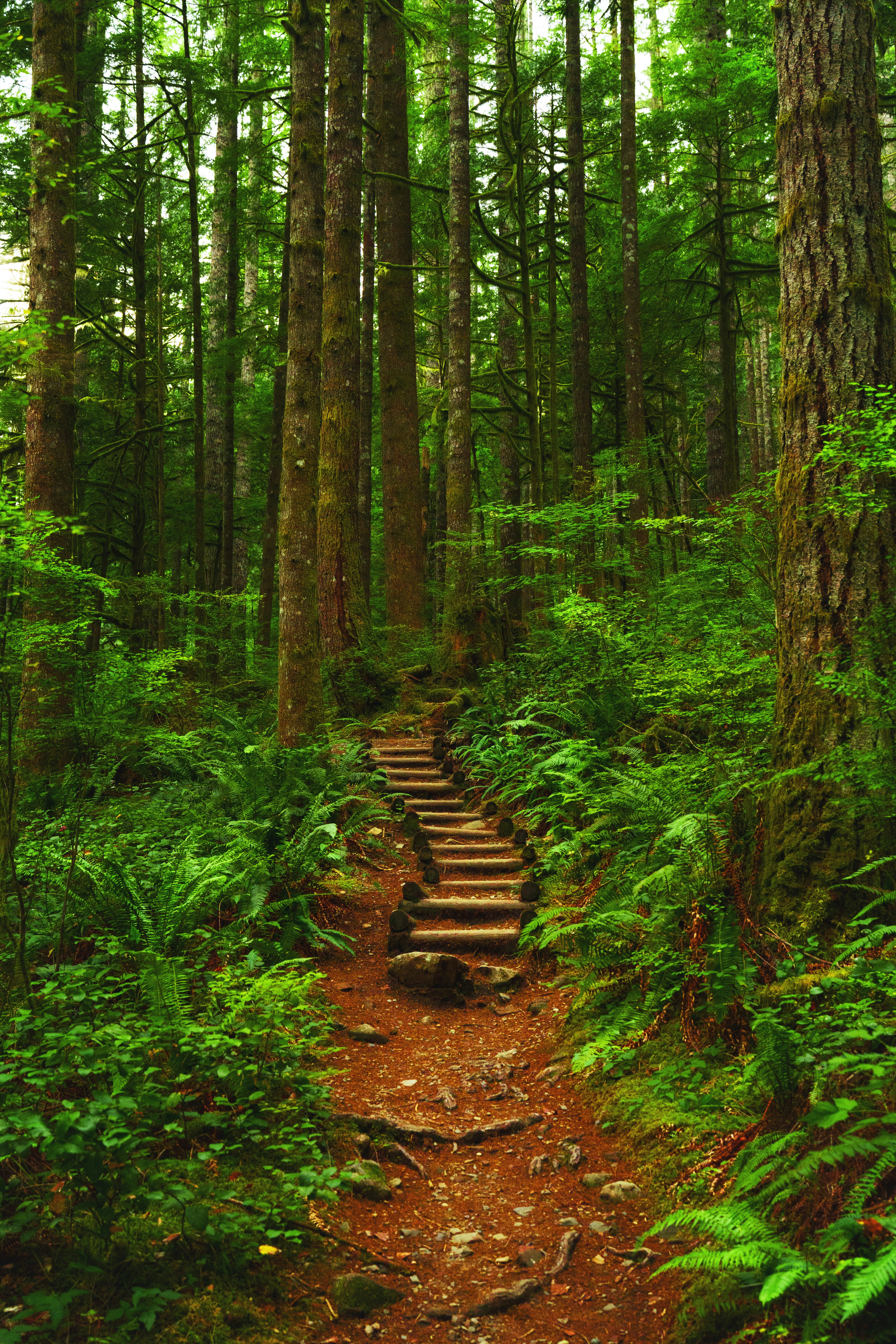 A wooden staircase winds through a lush green forest.
