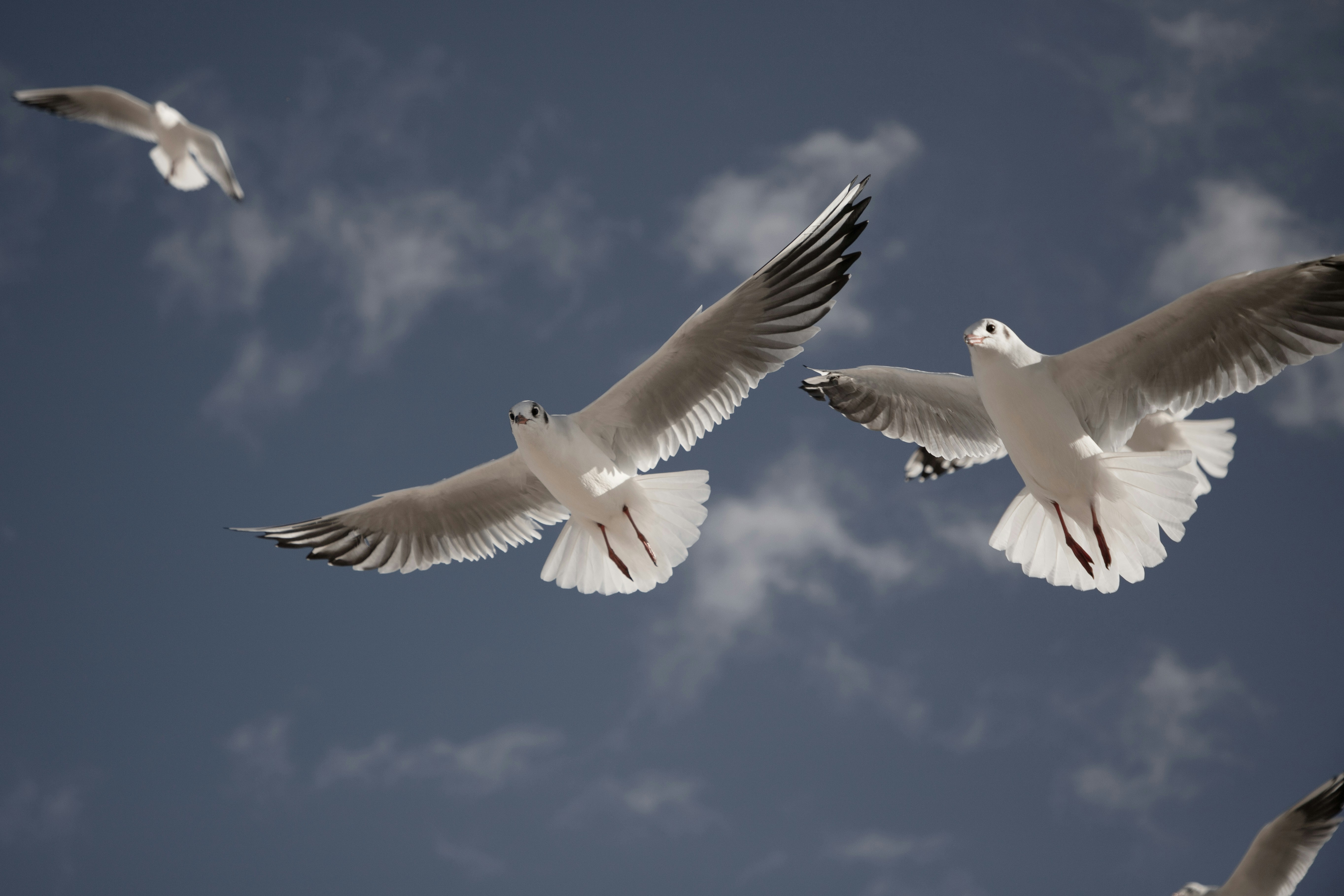 Seagulls flying in a blue sky with clouds