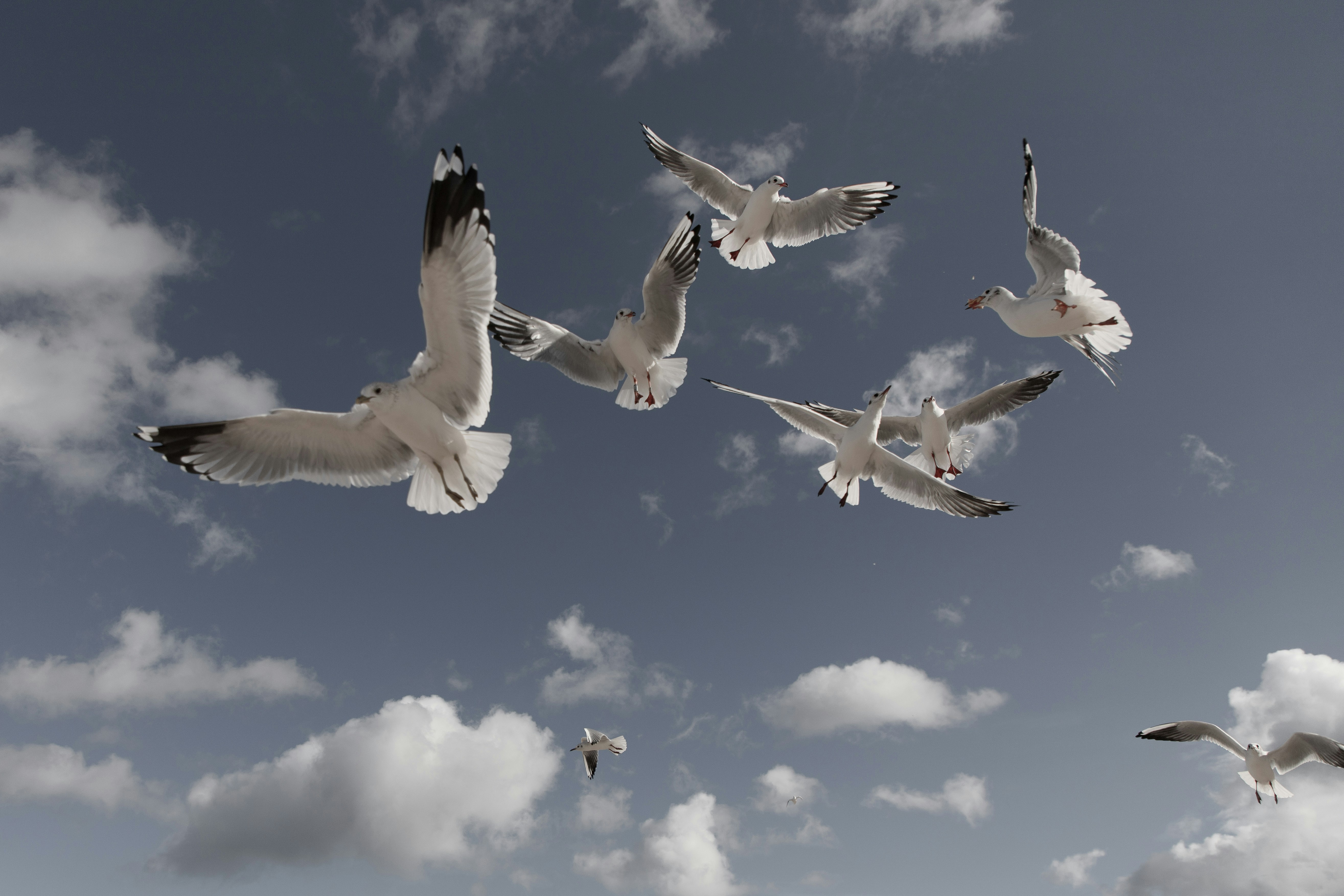 Several seagulls flying in a cloudy sky.