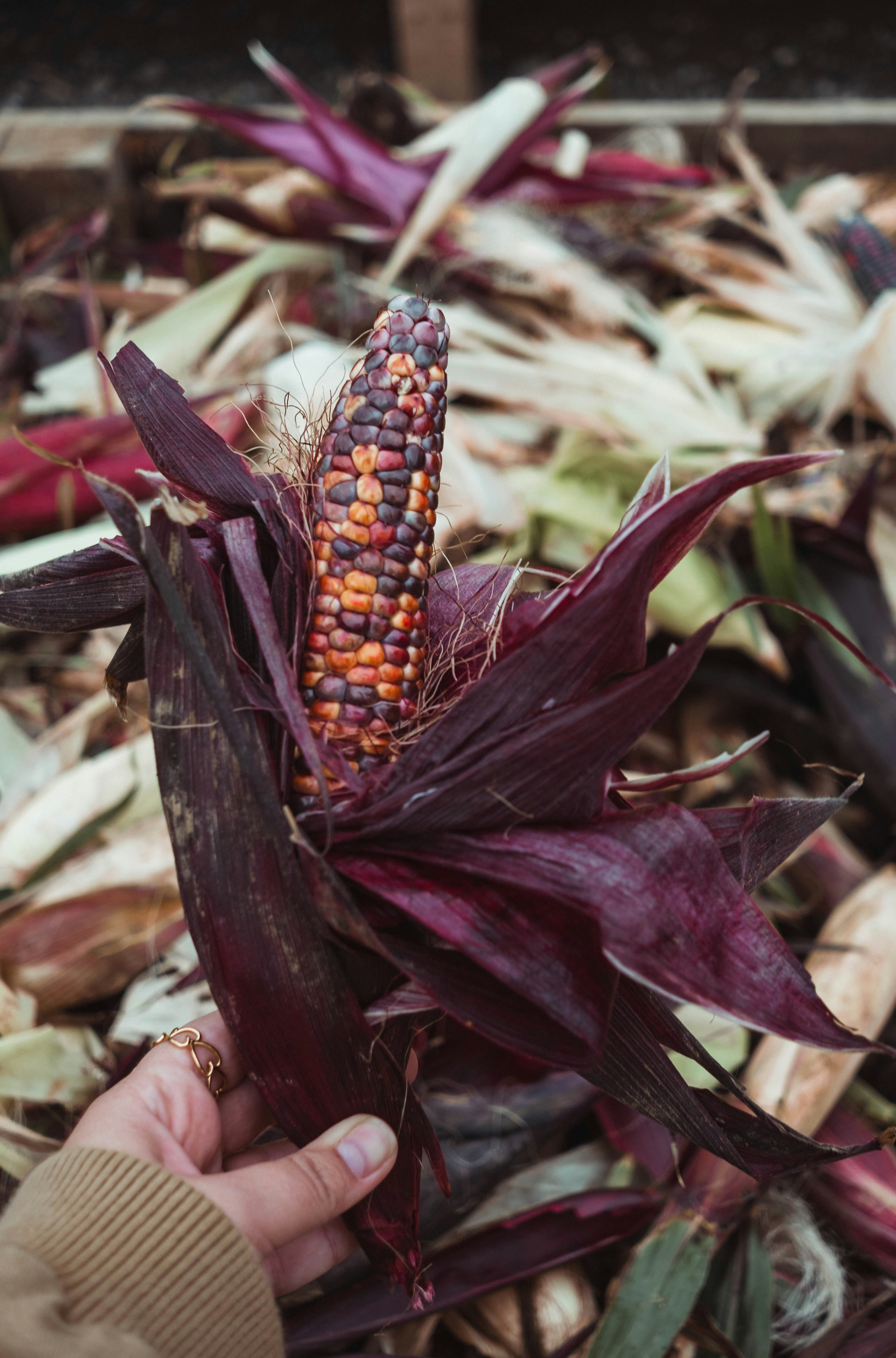 The Impact of Pesticide-Coated Seeds on U.S. Wildlife
