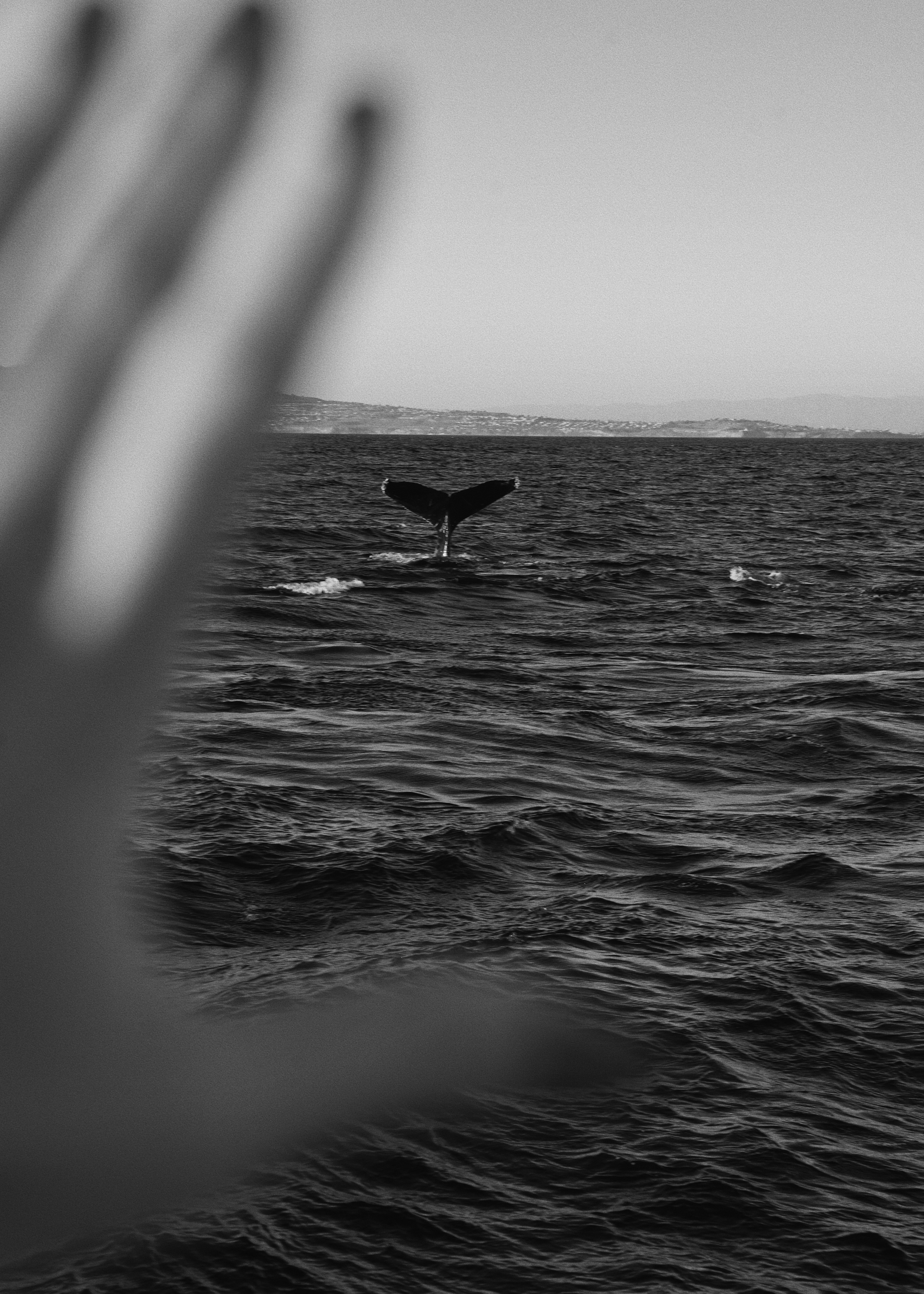 Walschwanz, der im Meerwasser verschwindet.