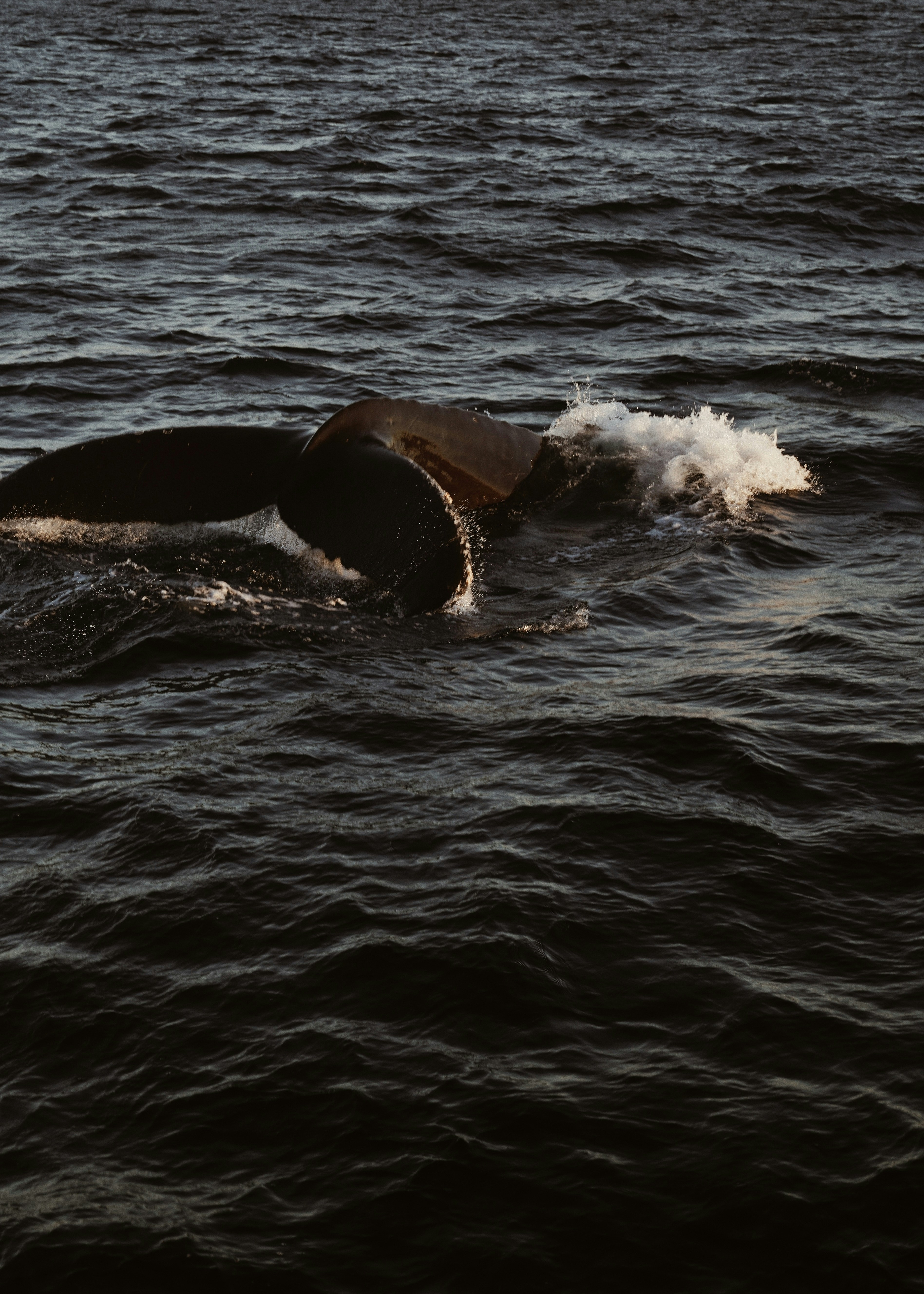 Walschwanz, der aus dunklem Ozeanwasser auftaucht