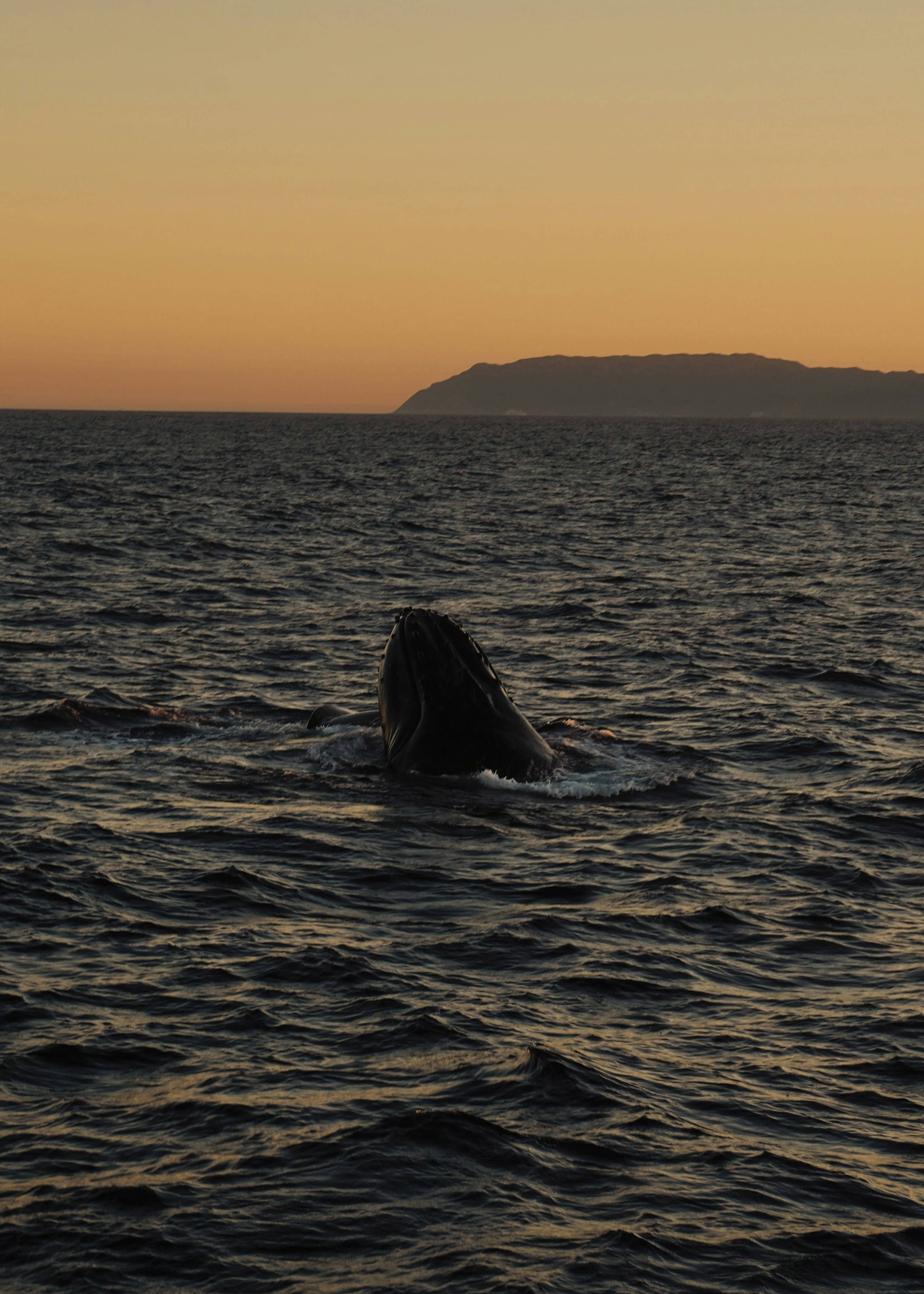 A majestic humpback whale breaching off the coast of Hawaii