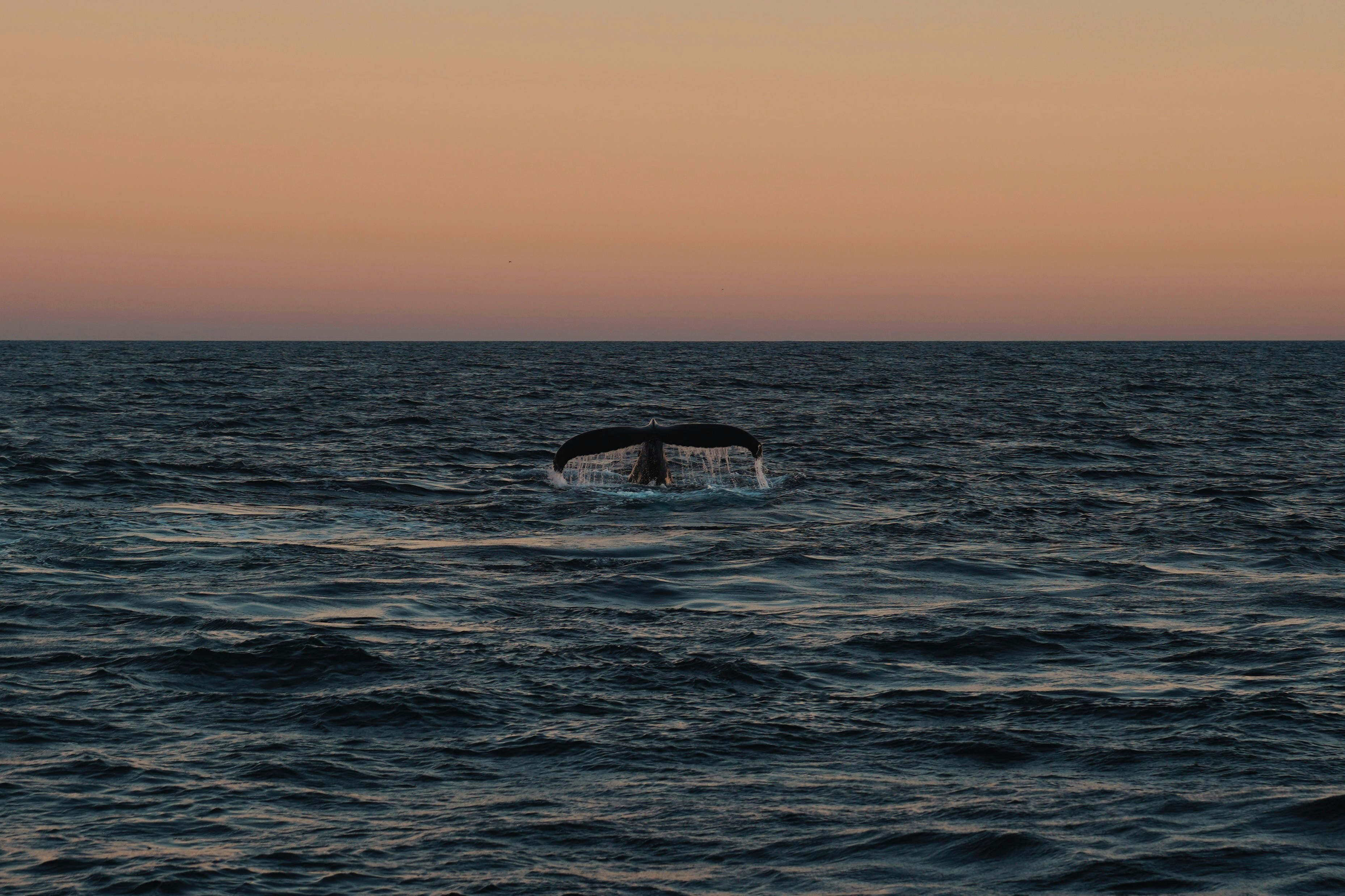 The Complete Industry Guide to Core Data Services This Year - Core Data Services Insider Tips by CDS