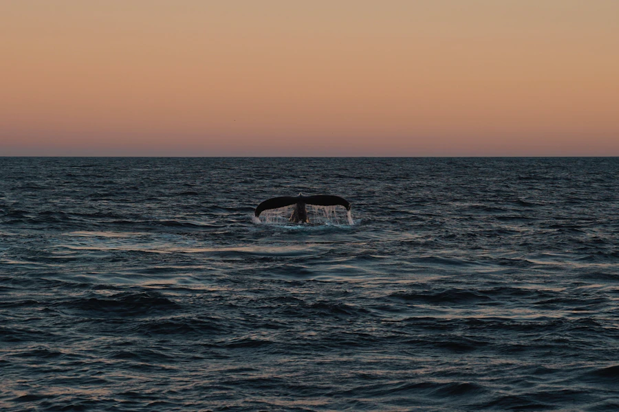 Queue de baleine plongeant dans l'océan au coucher du soleil – symbole de la Méthode Baleine Leader Conscient