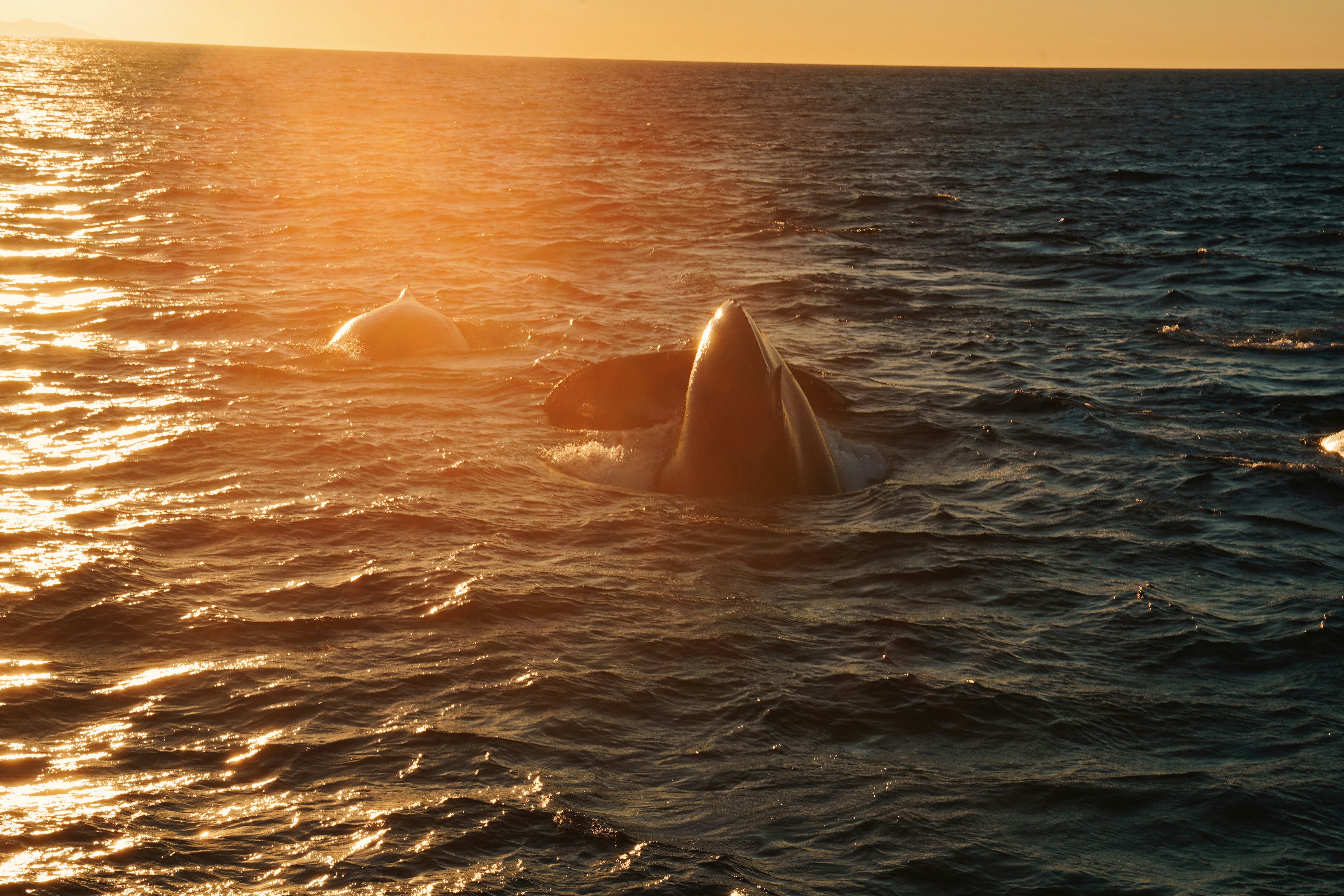 Orcas surfacing in the ocean at sunset