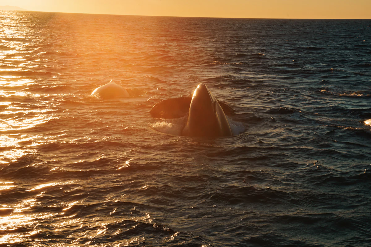 Humpback whale surfacing in the ocean