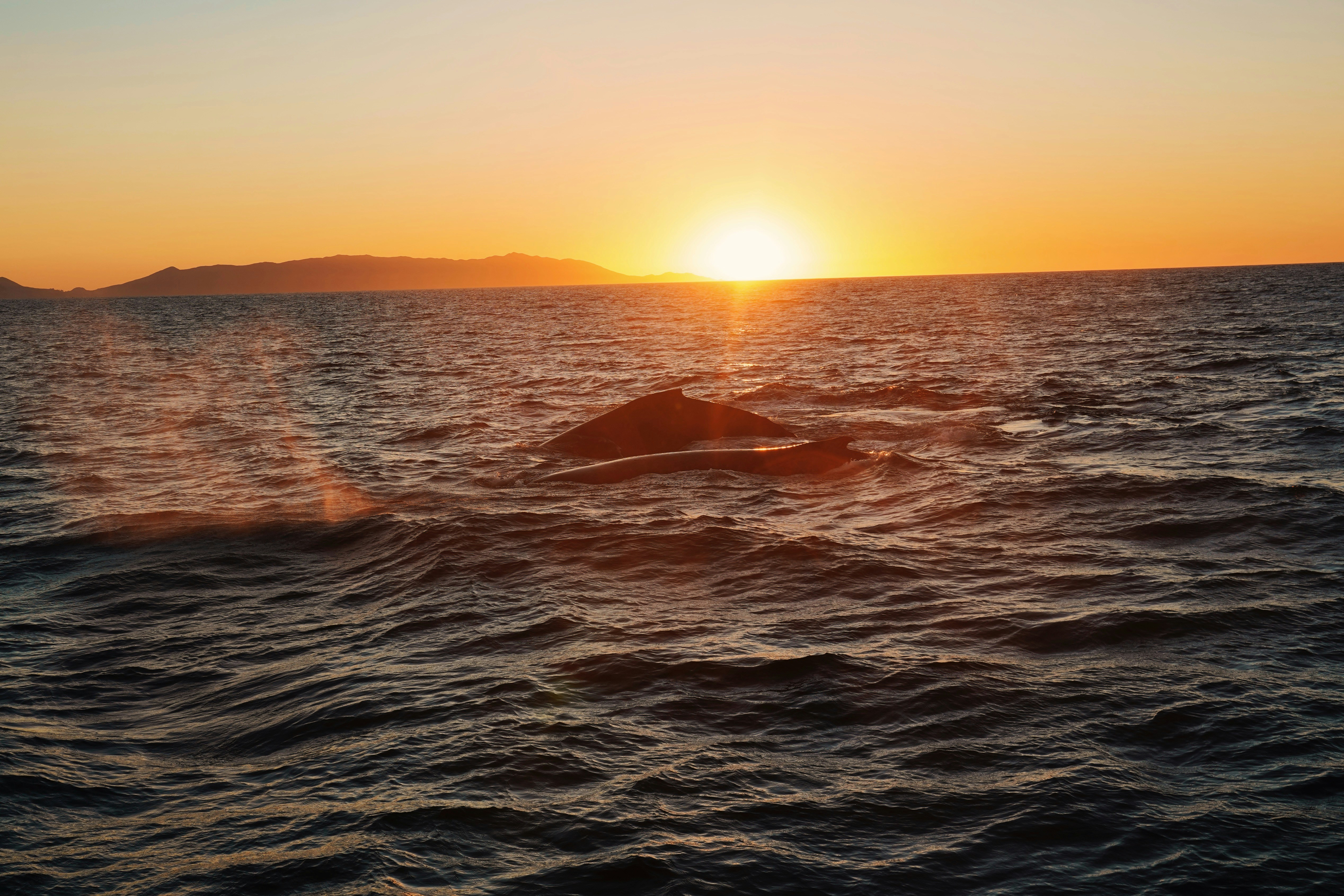 Wale, die bei Sonnenuntergang im Meer schwimmen