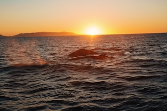 Whales swimming in the ocean at sunset
