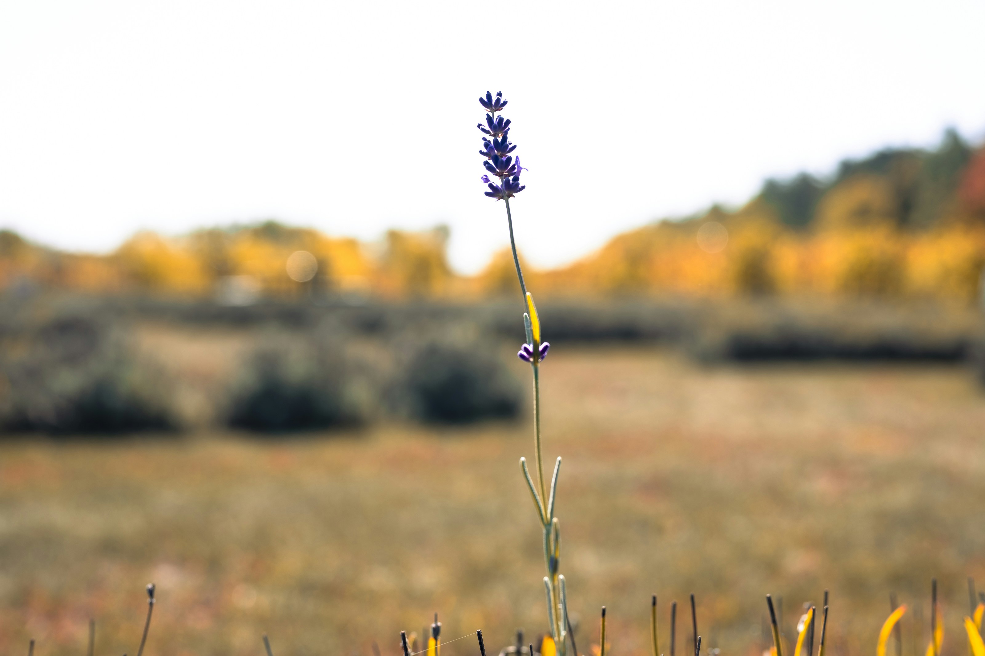 Ein einzelner Lavendelstiel steht auf einem Feld.