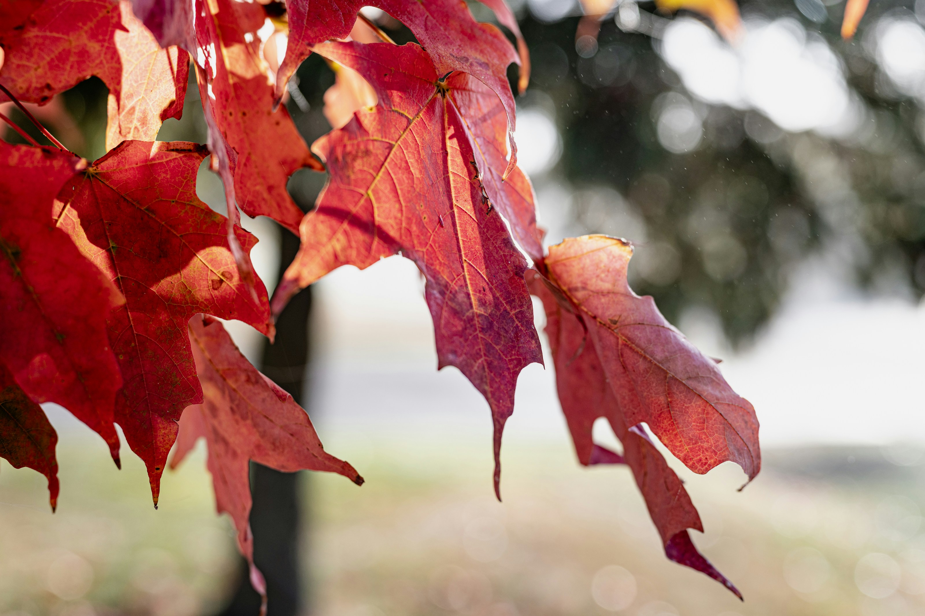 Photo by steveromary