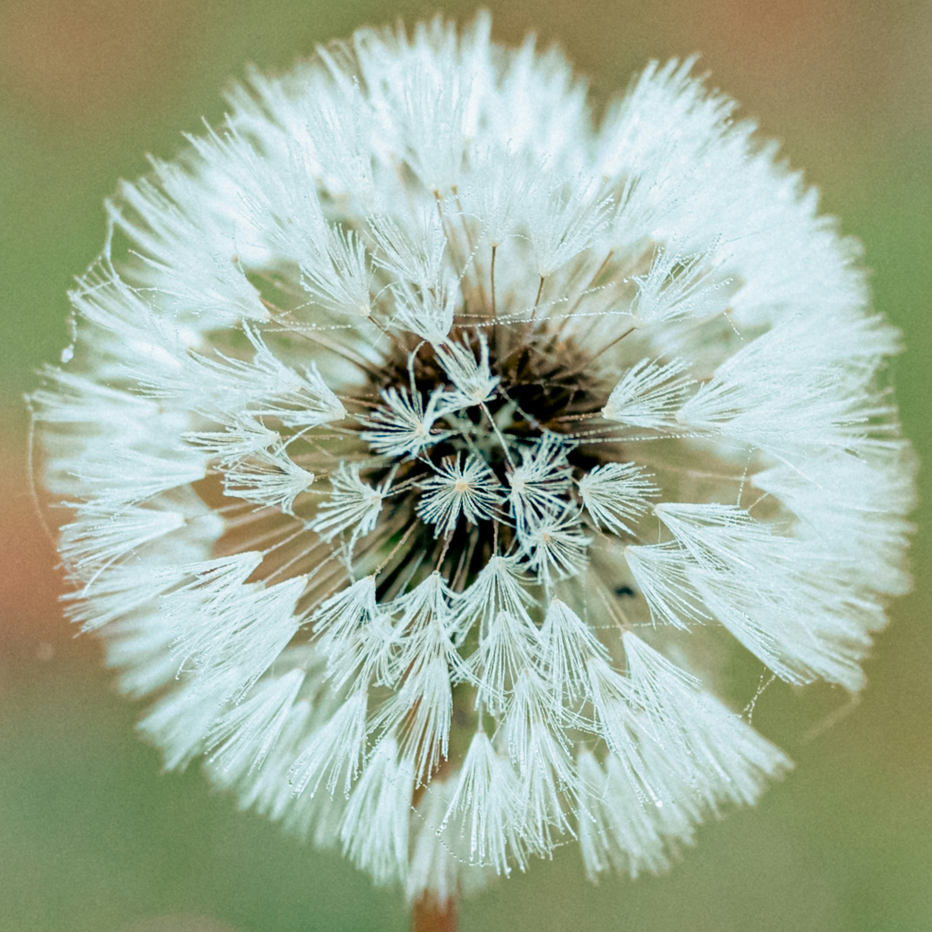 Nahaufnahme eines weißen Löwenzahn-Samenkopfes