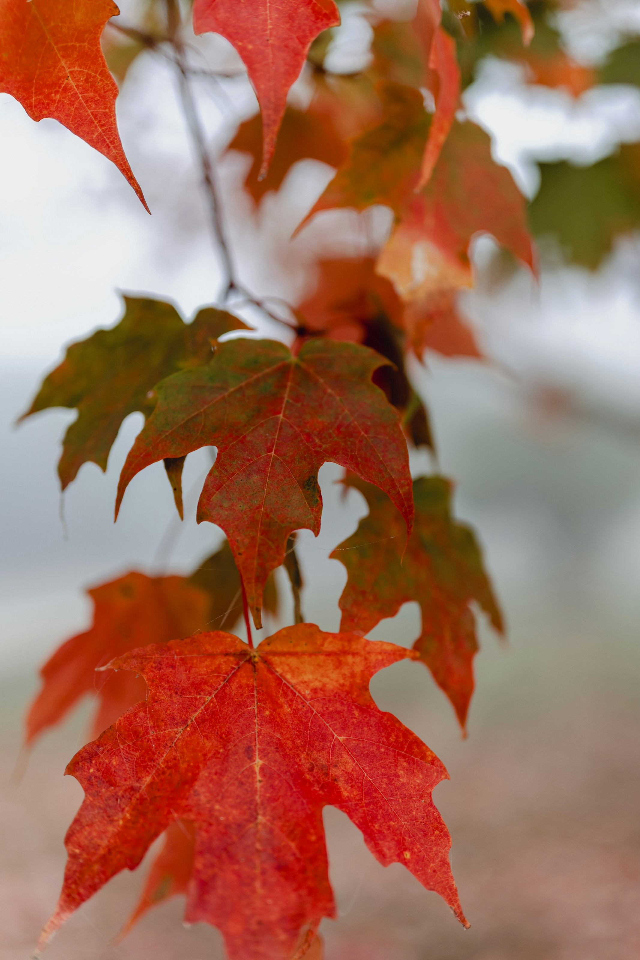 Photo by steveromary