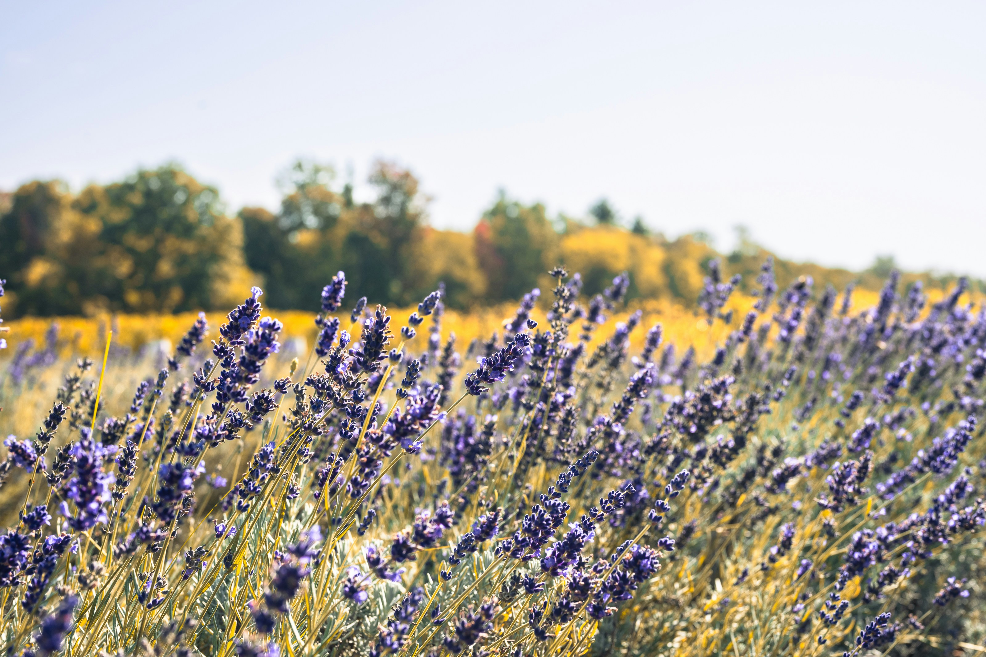 A field of purple lavender flowers under a bright sky