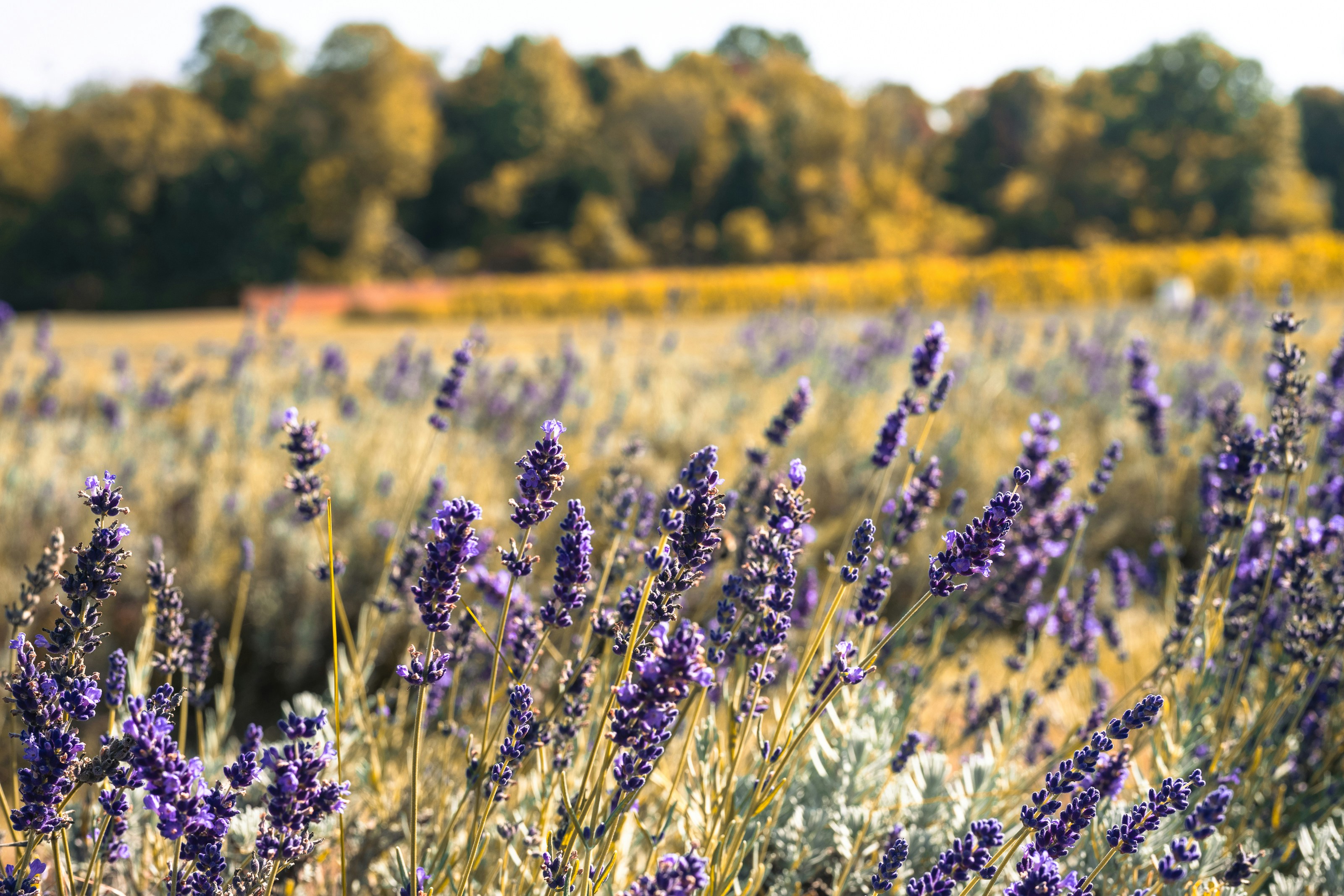 Feld mit blühenden violetten Lavendelblüten im Sonnenlicht.