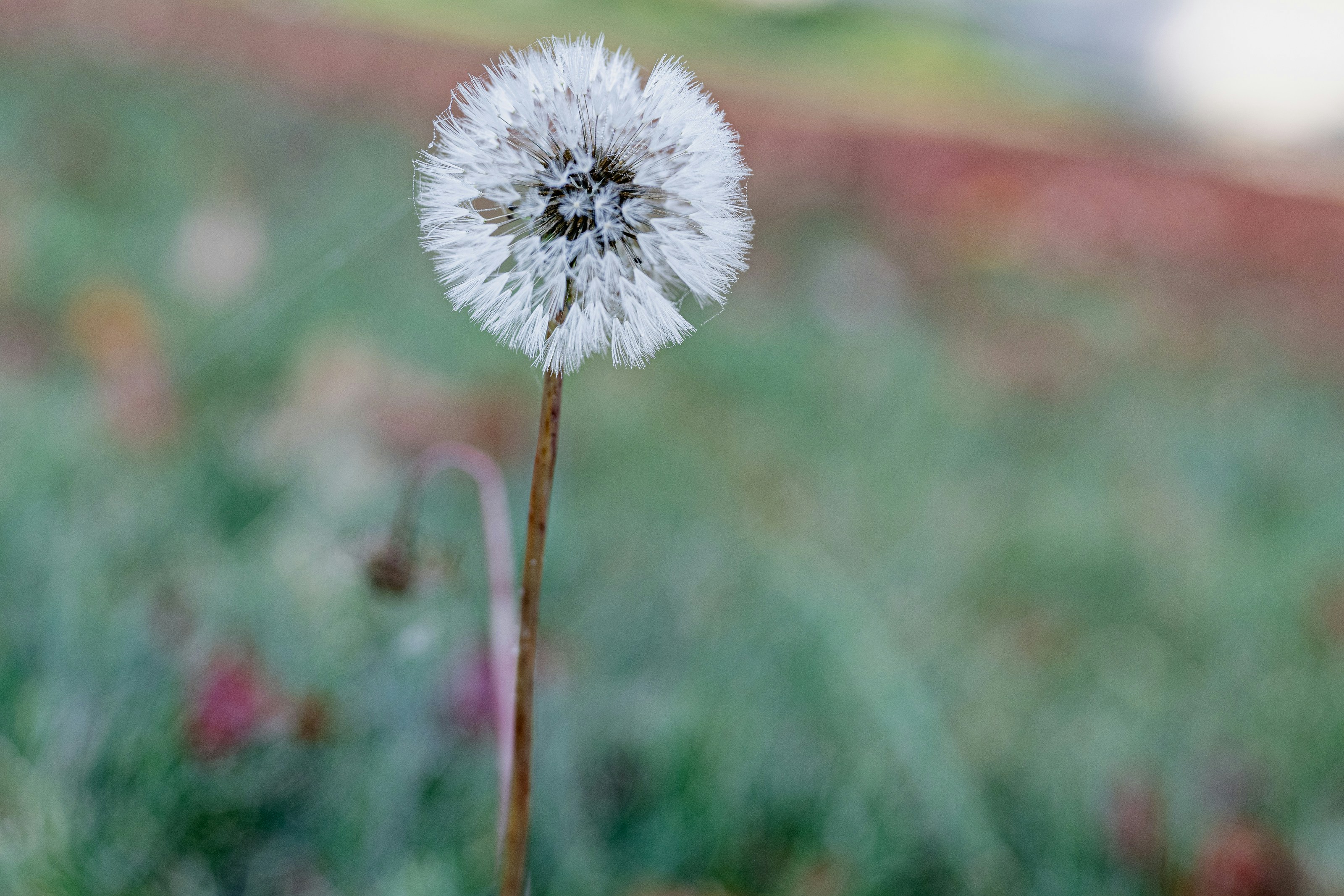 Ein flauschiger Löwenzahnsamenkopf ragt in die Höhe.