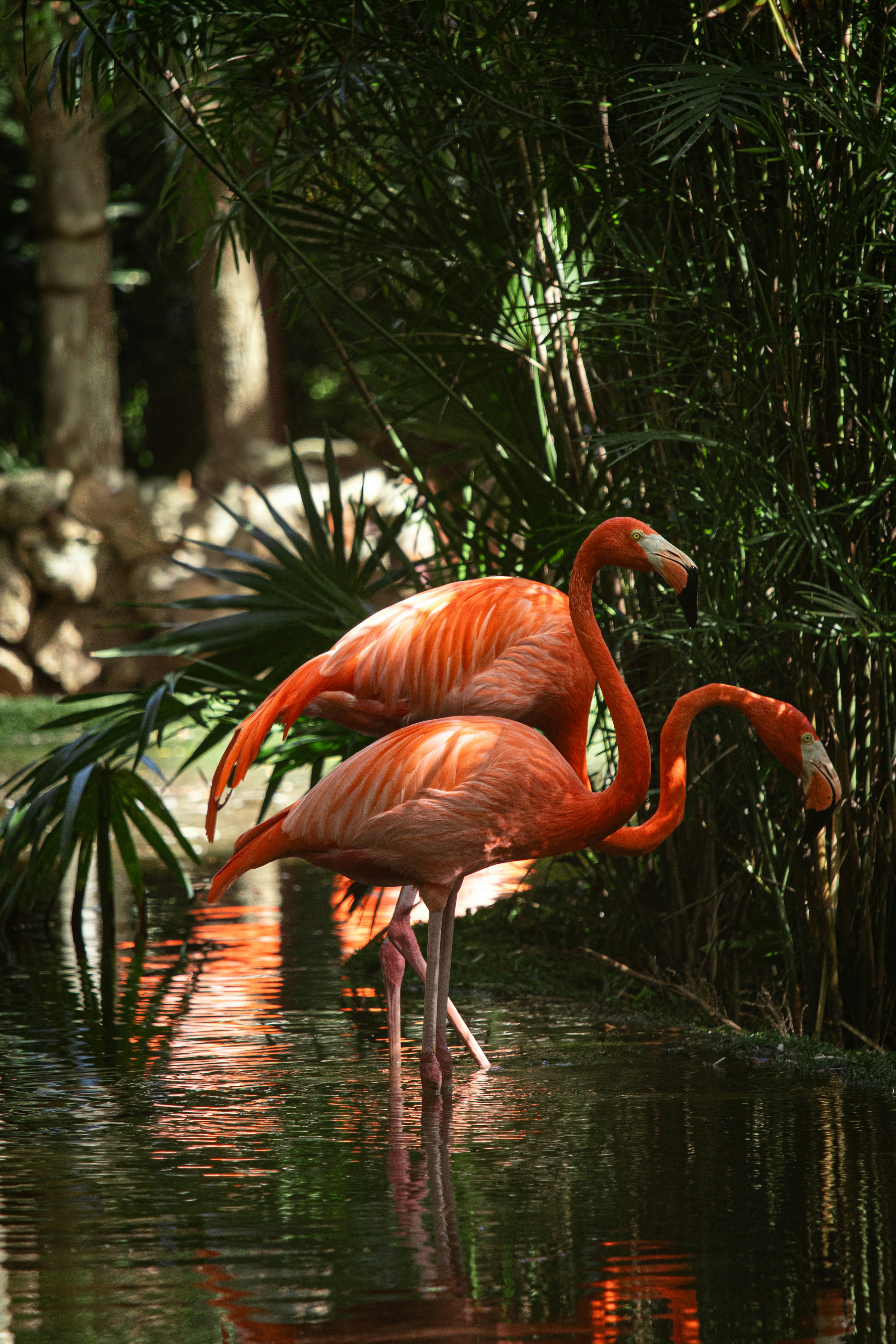 Flamingo Sanctuary photo 2