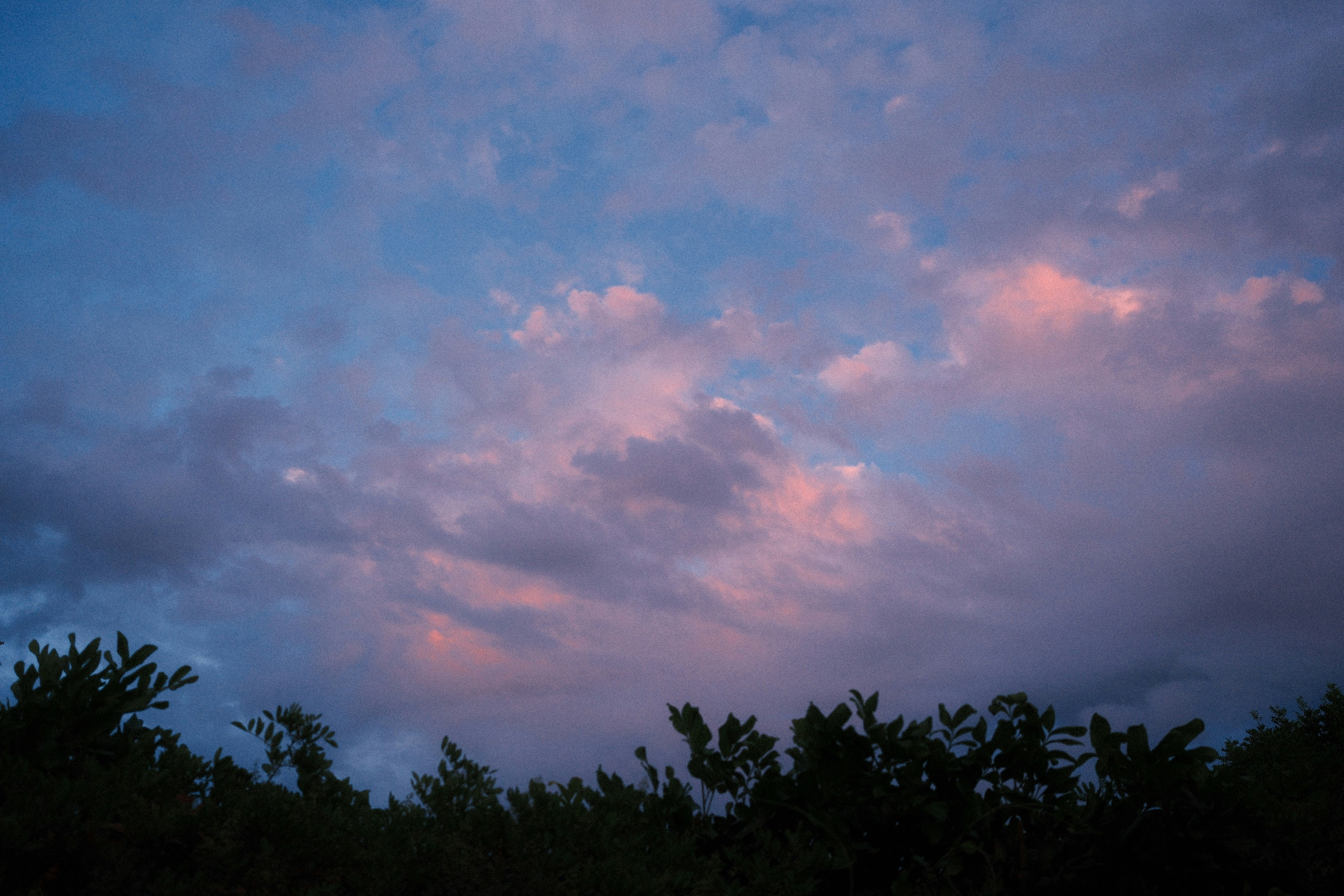 Rosa und blaue Wolken in der Abenddämmerung über dunklen Bäumen.