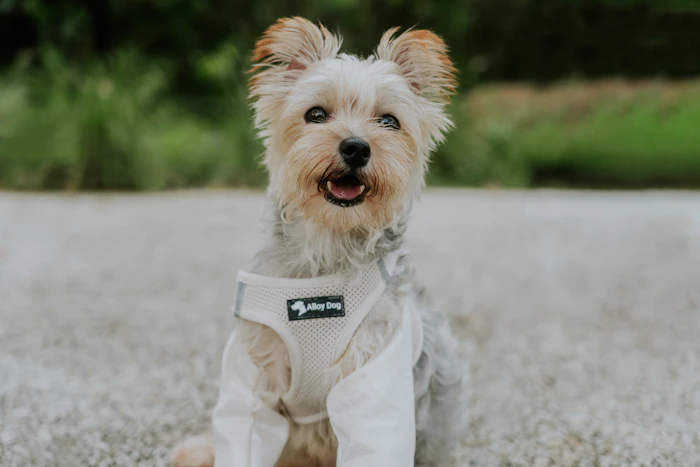Happy dog outdoors wearing a harness