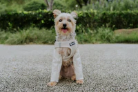 Small dog outdoors wearing a light jacket