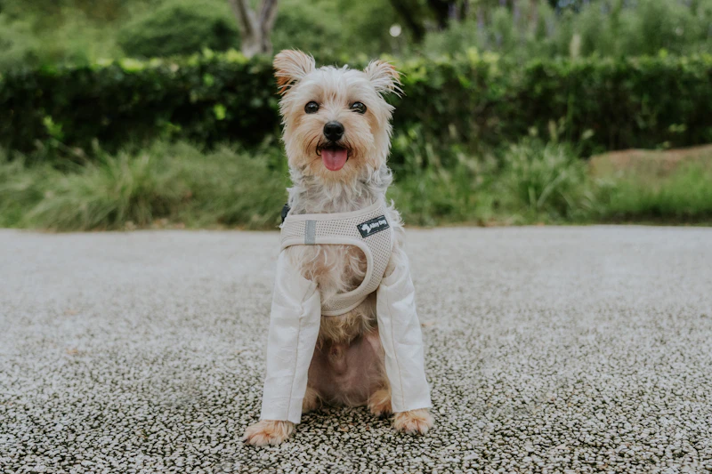 Small dog outdoors wearing a light jacket