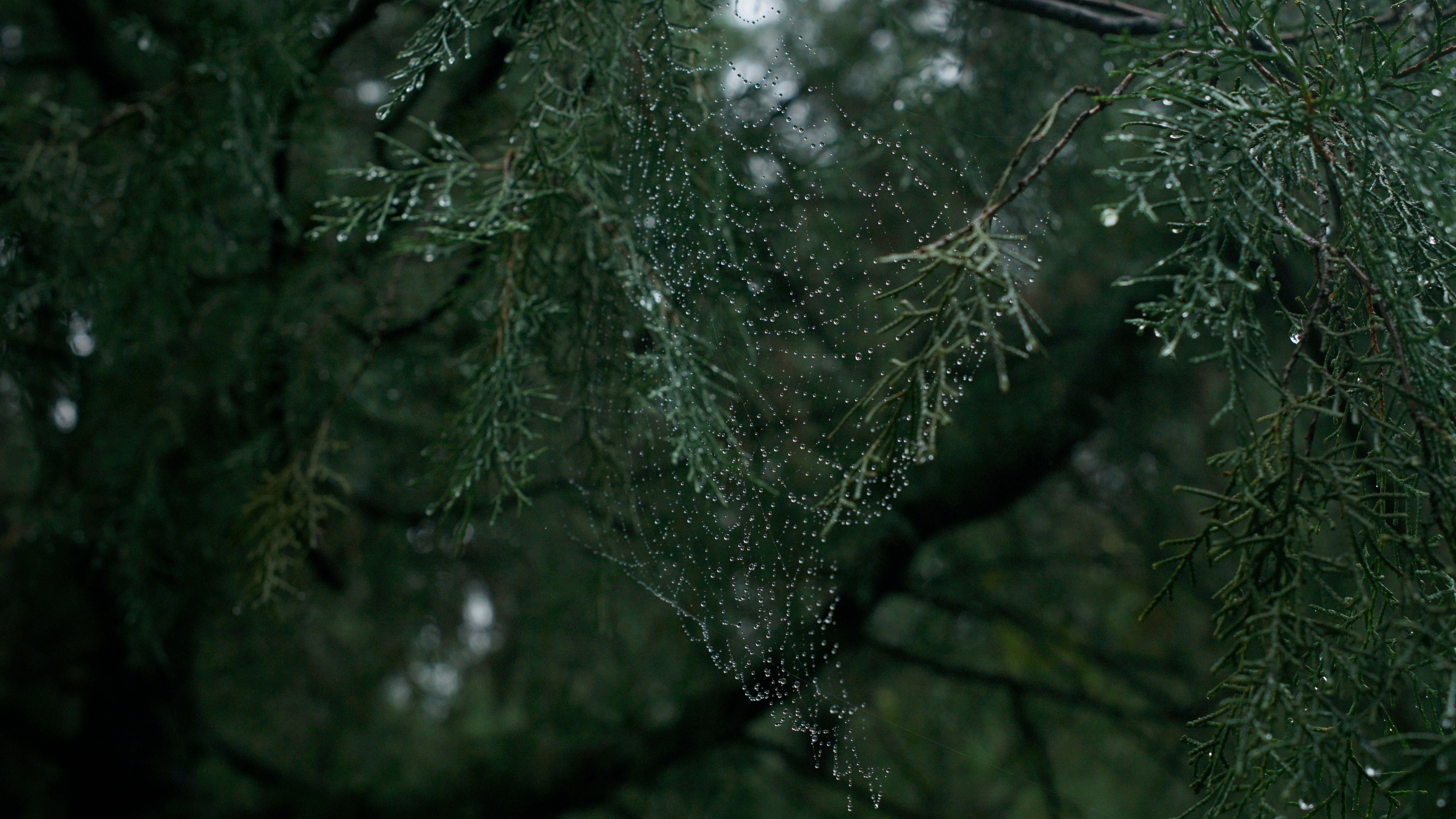 Dew drops on a spider web in evergreen branches