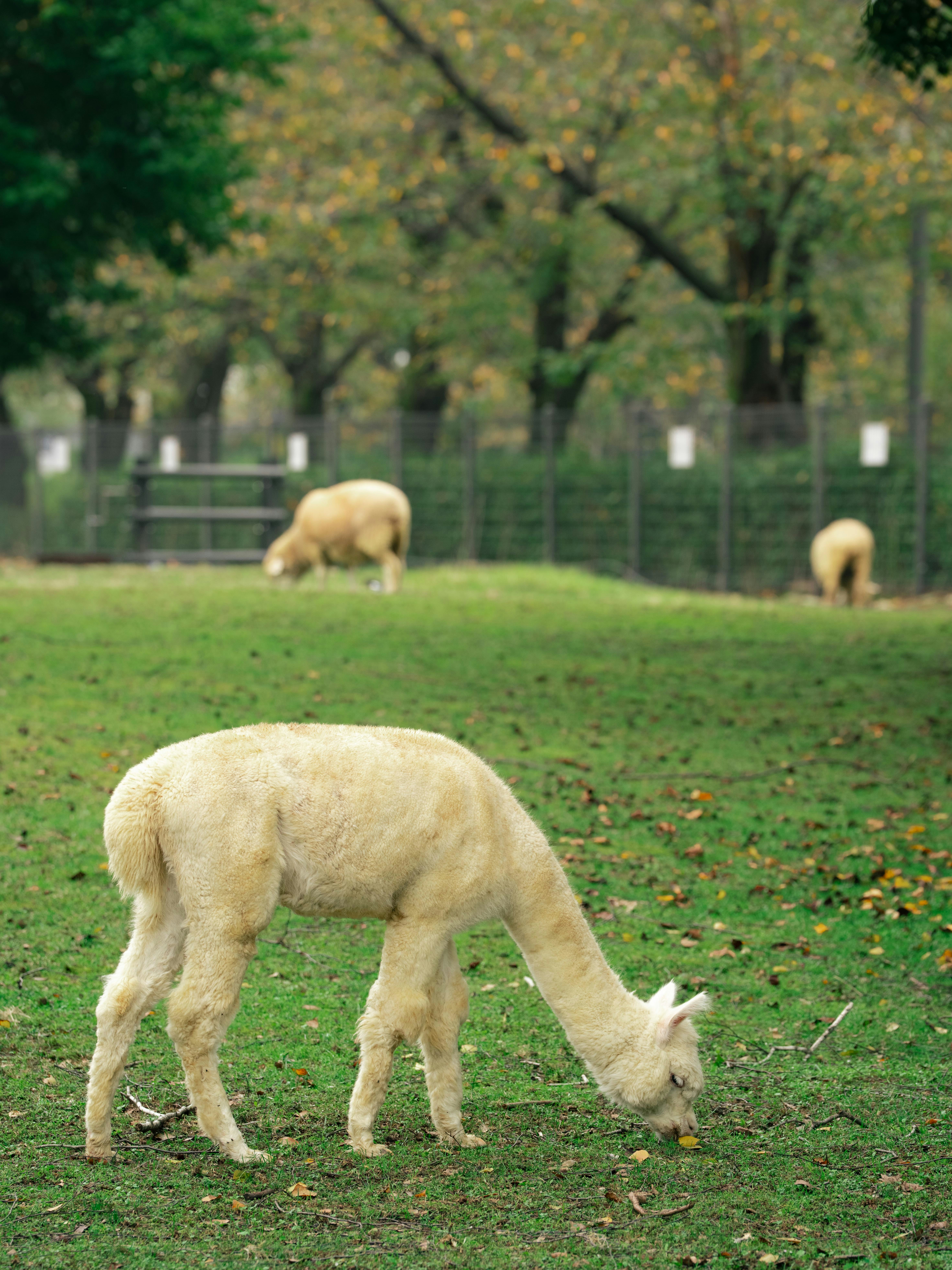 A white alpaca grazing in a grassy field.