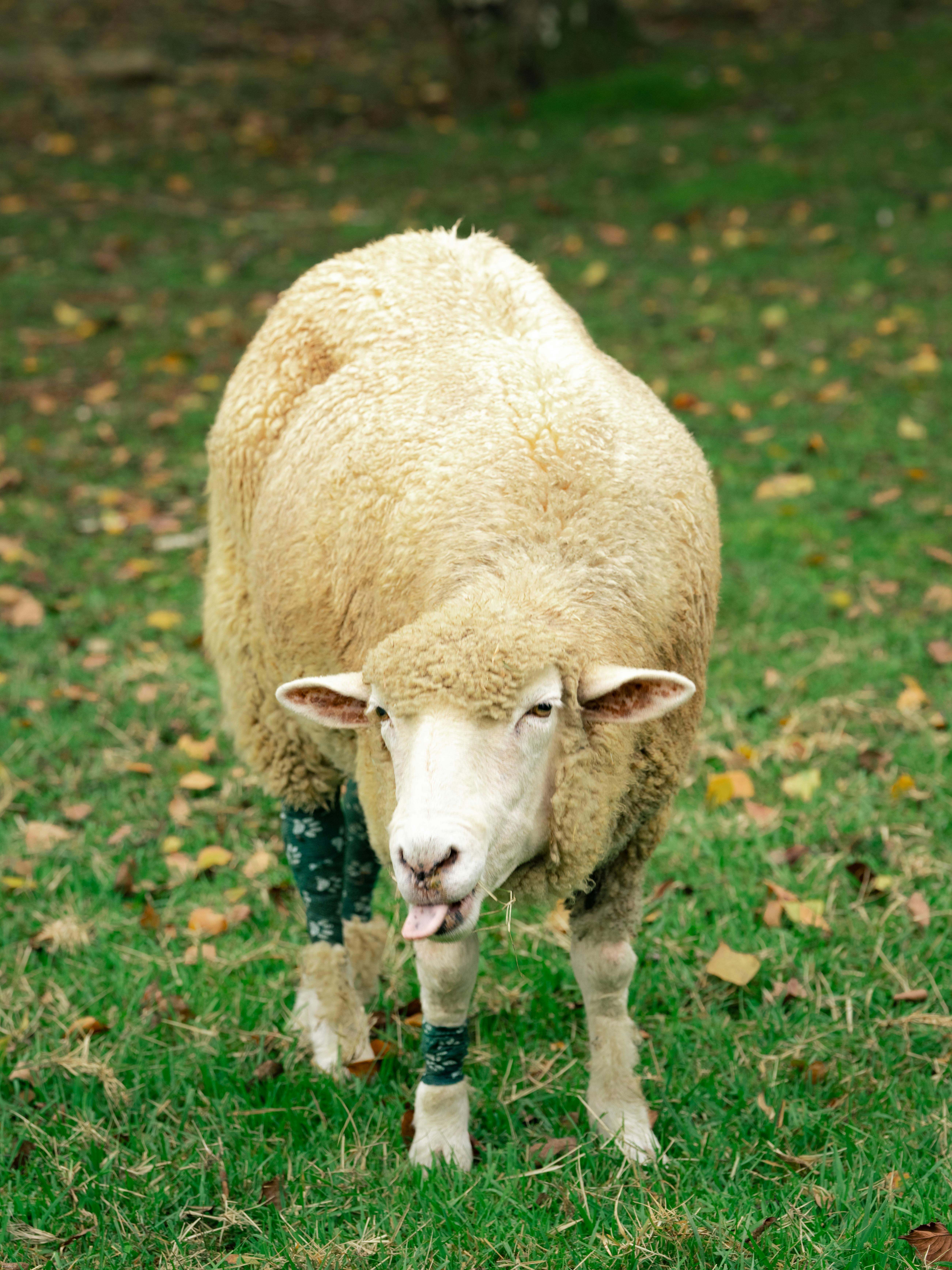A fluffy sheep with patterned leg wraps stands in grass.