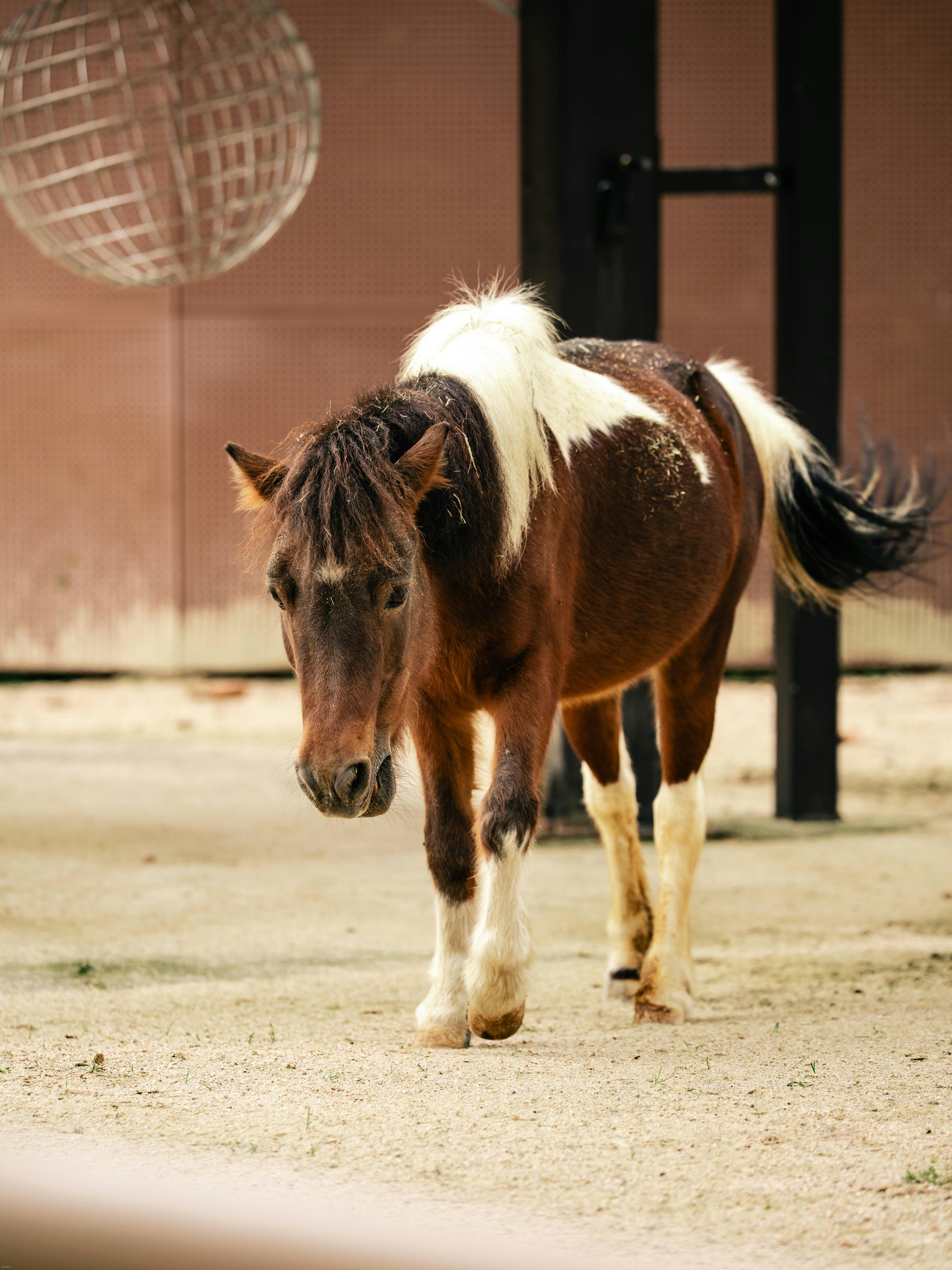 A brown and white pony walks in an enclosure