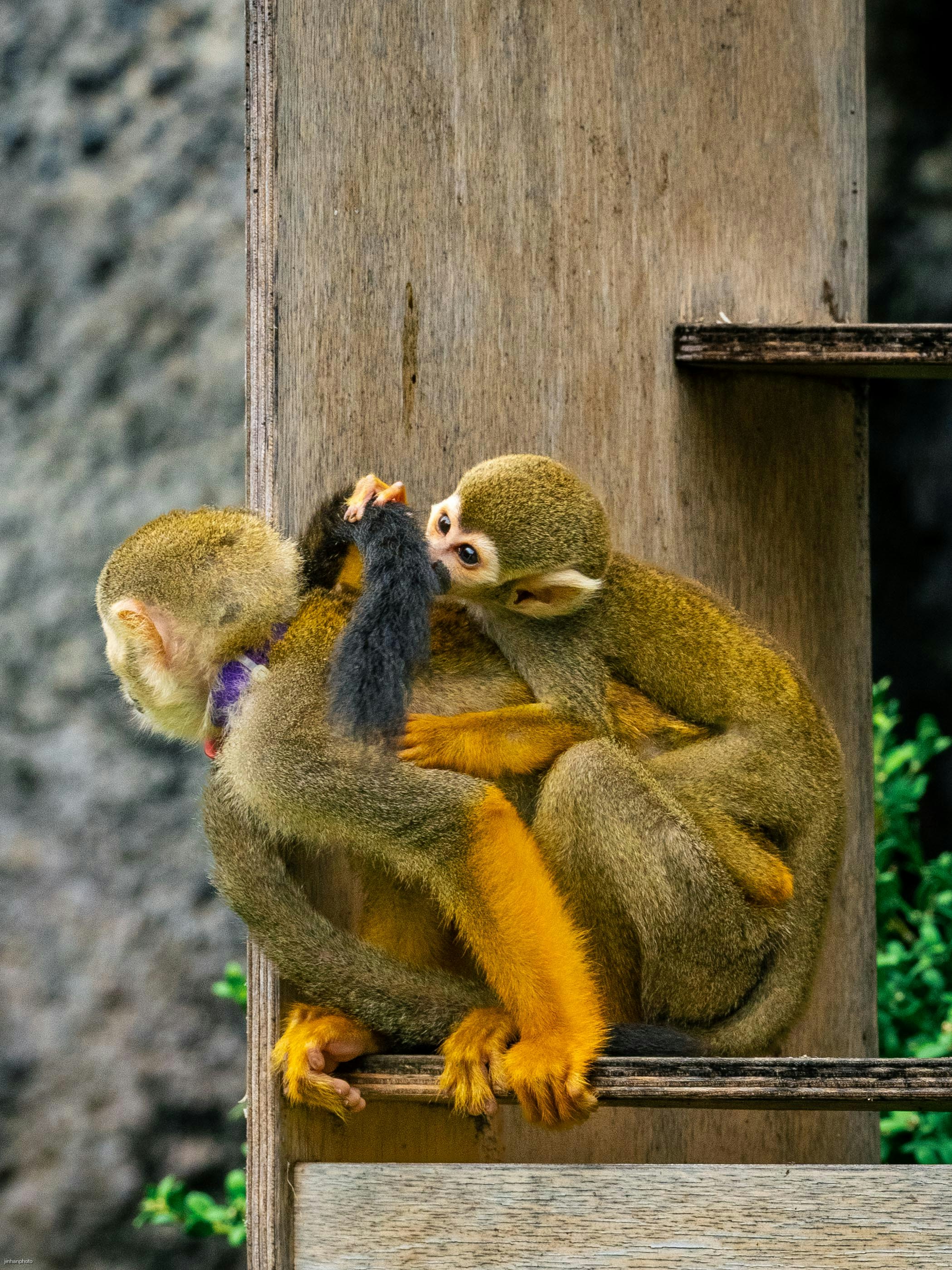Two squirrel monkeys interacting on wooden structure