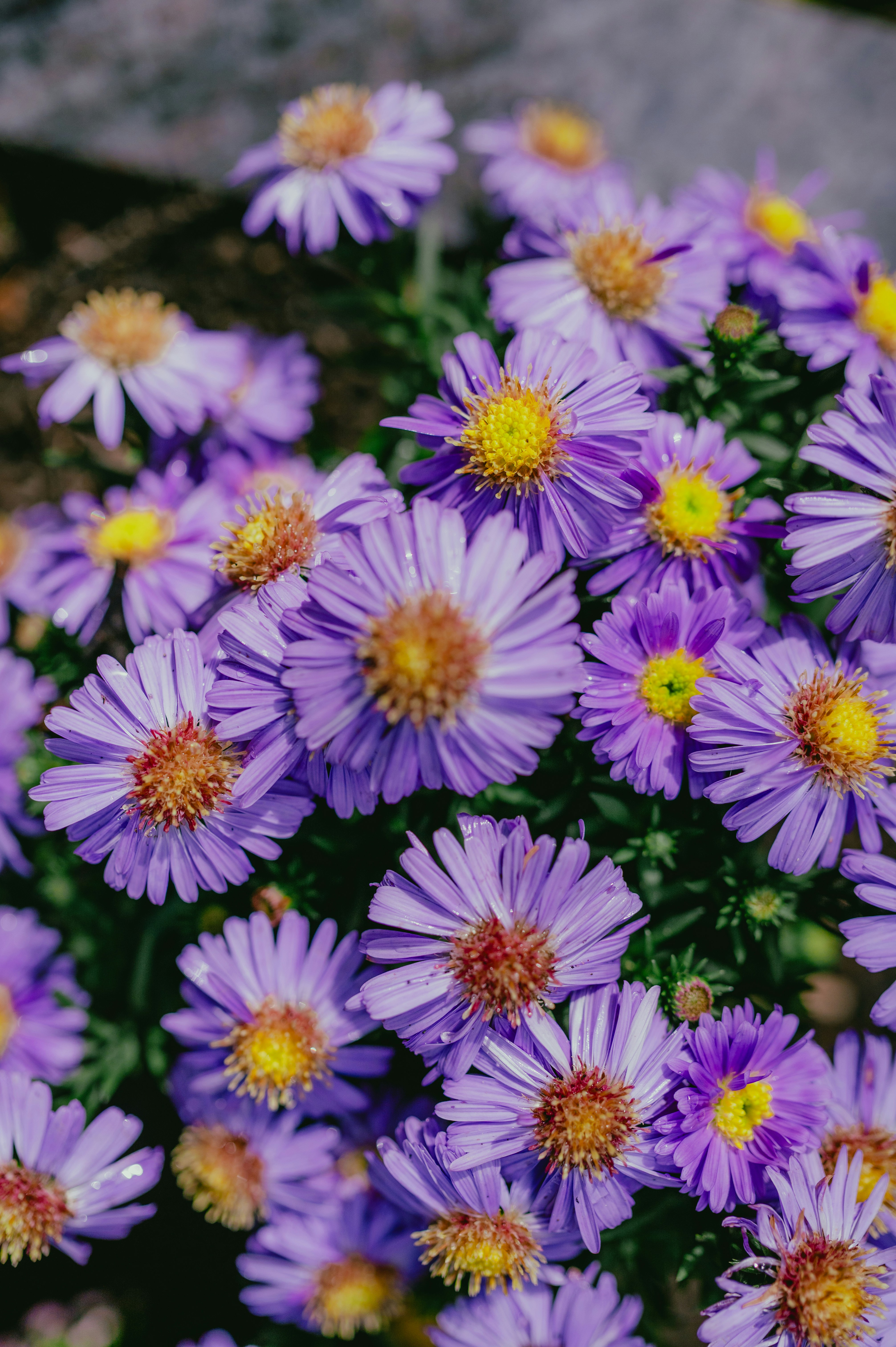 Photo by luca_severin