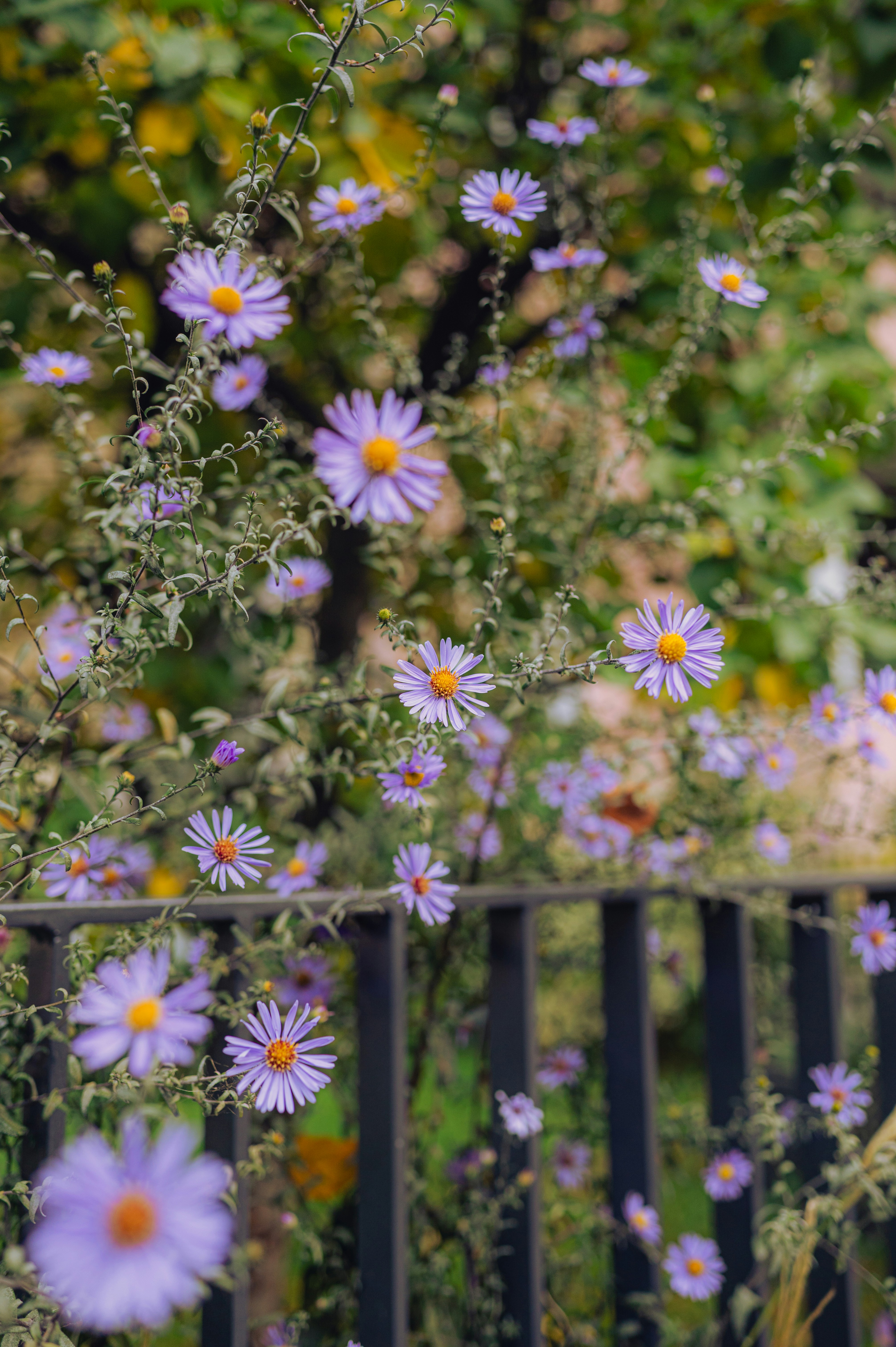 Photo by luca_severin